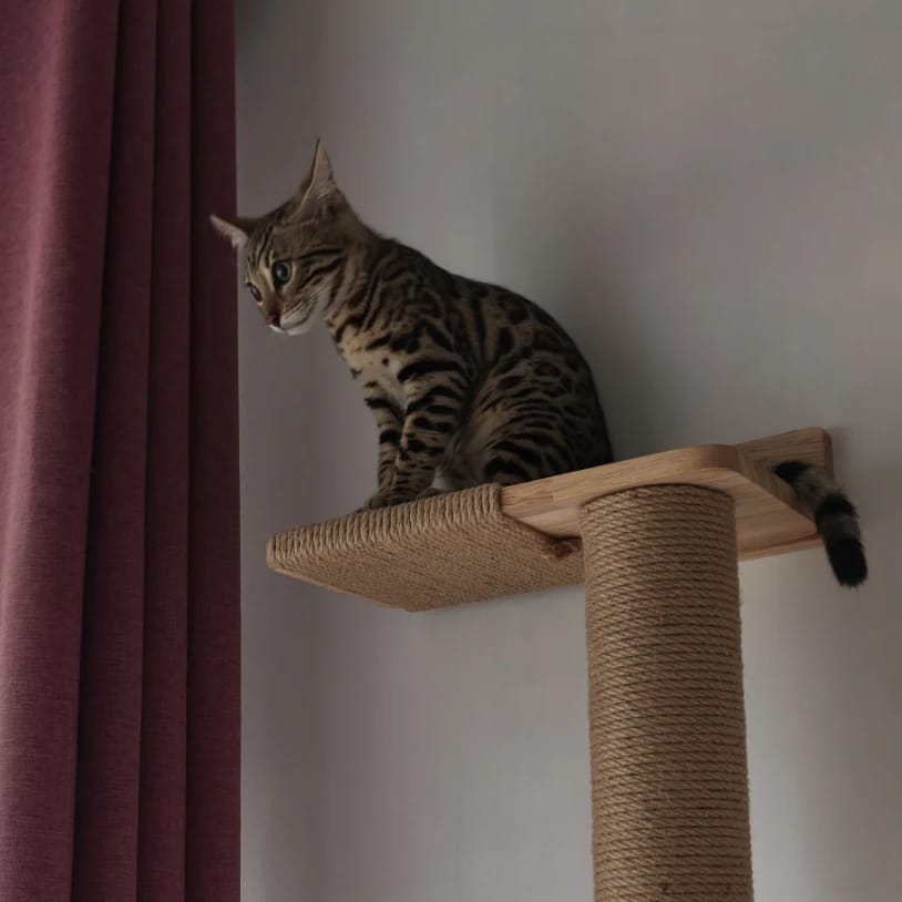 Nala