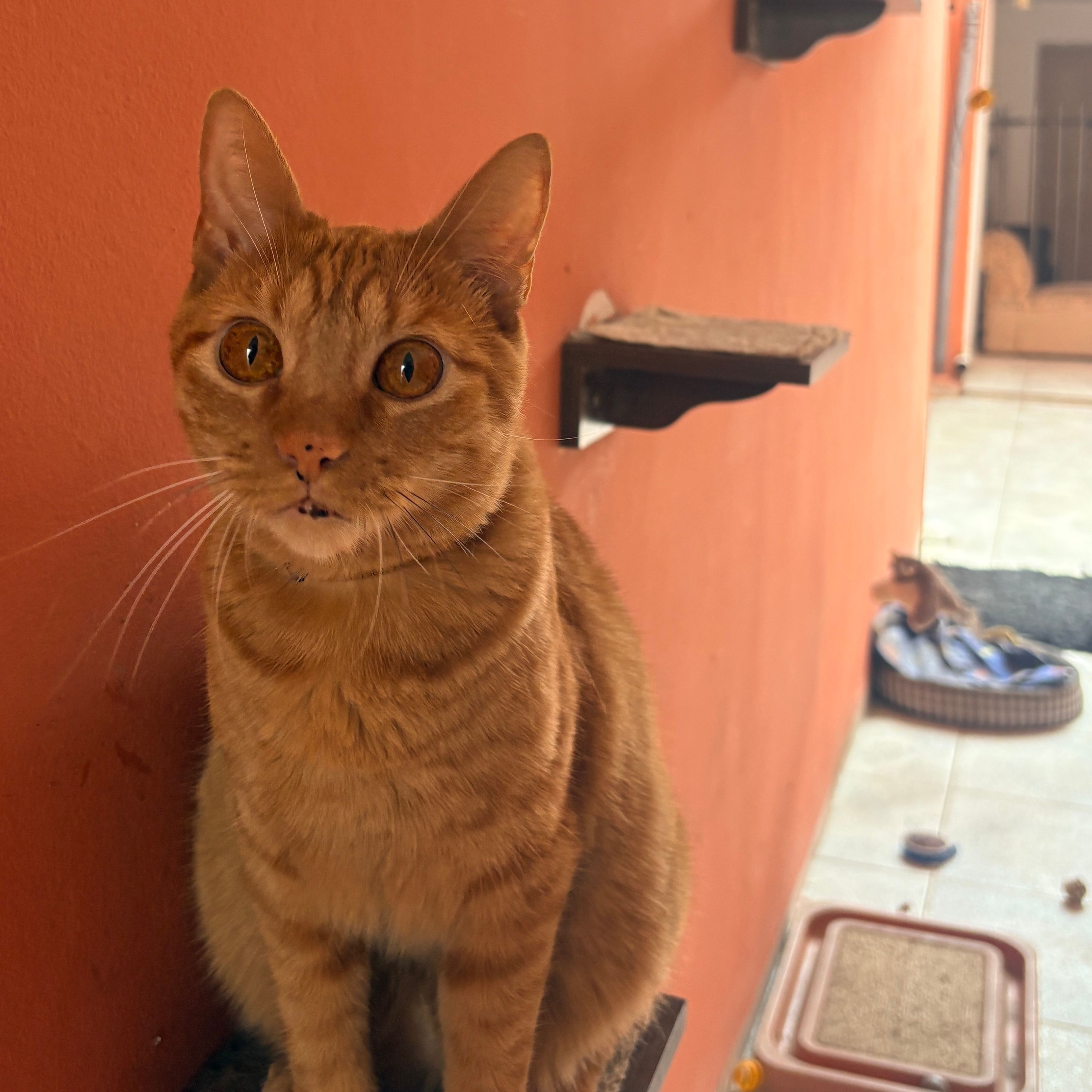 Polenta