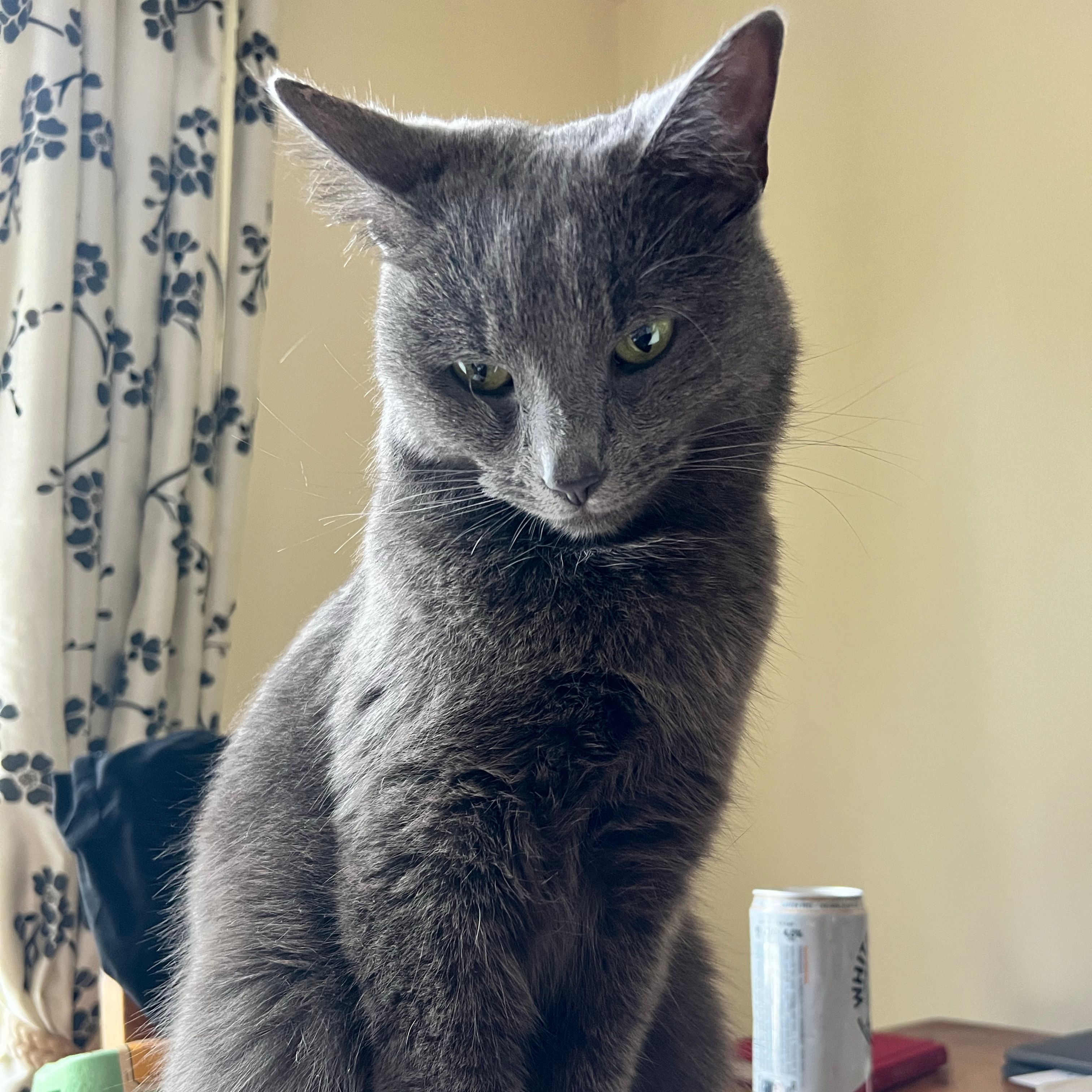 Chia