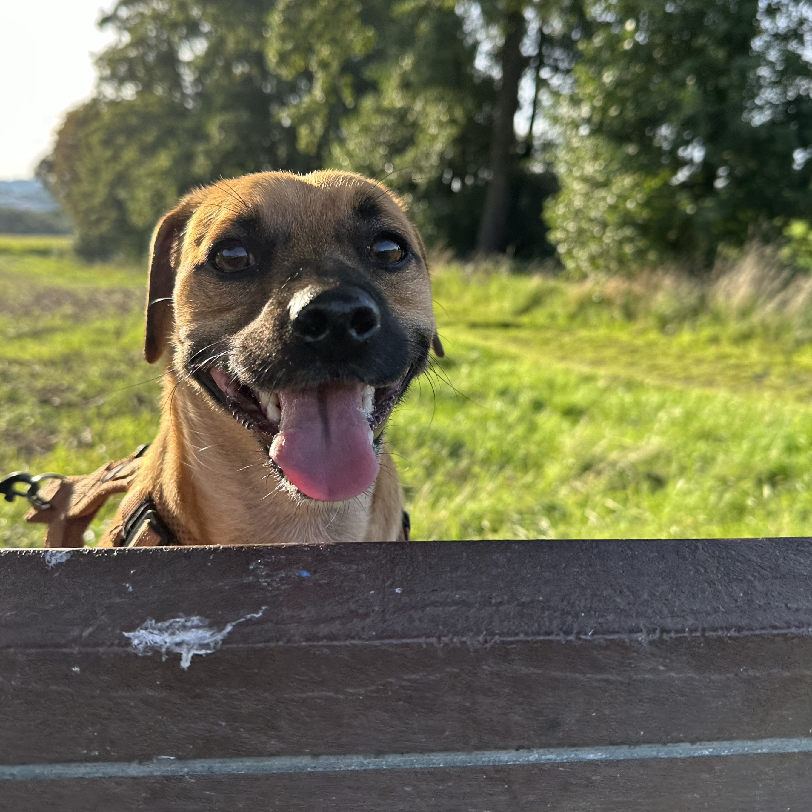 Mischka 