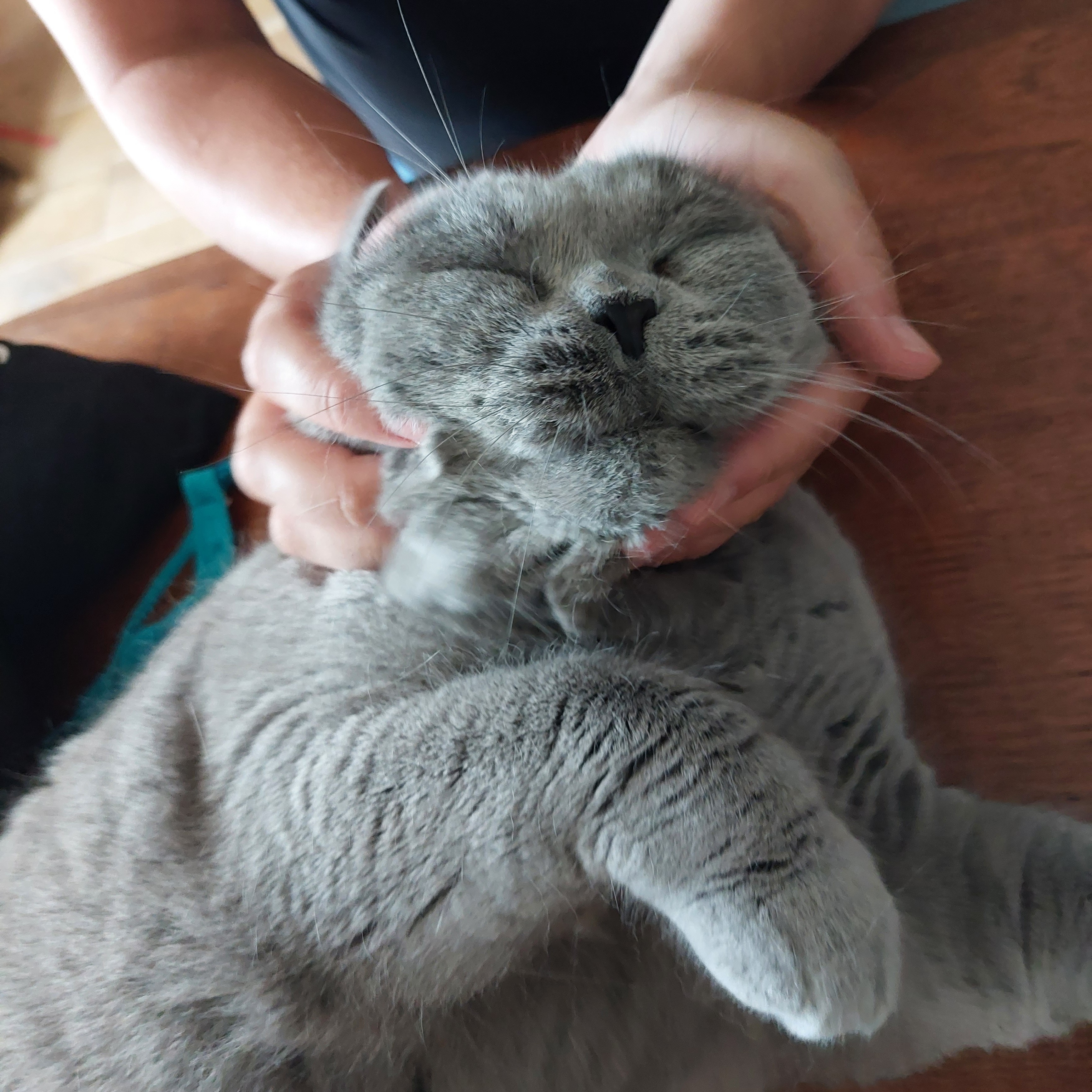 Dieter