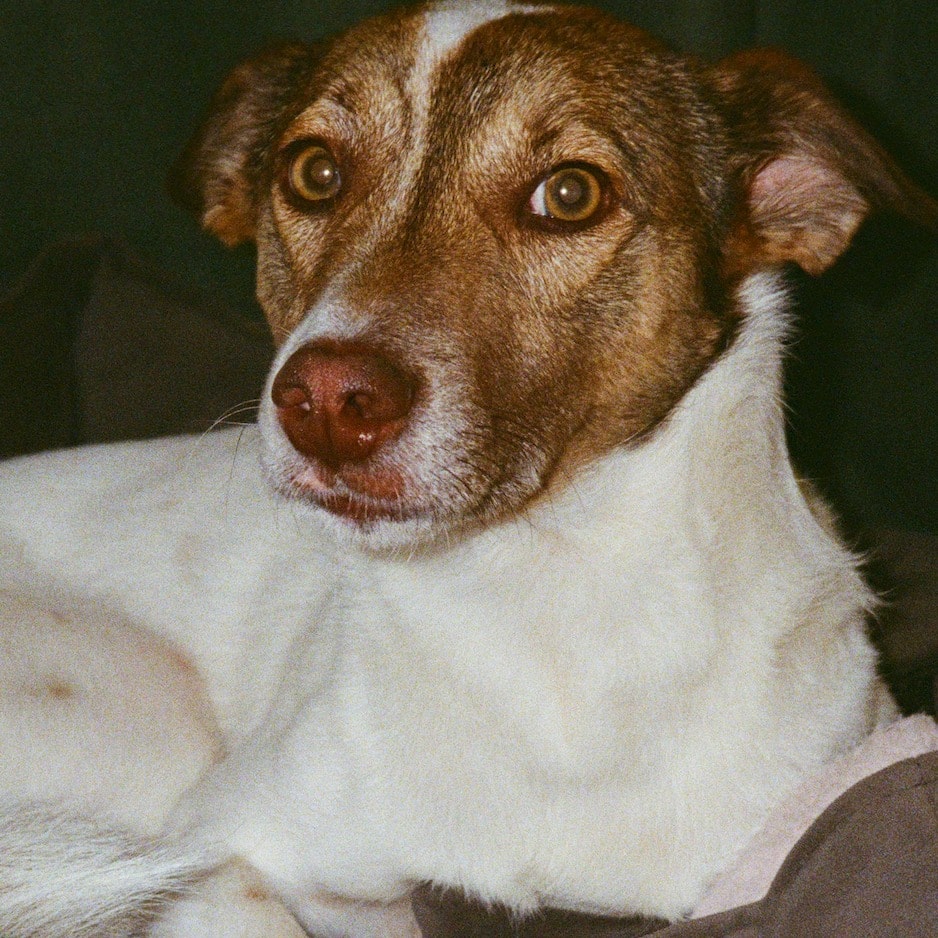 Paulie