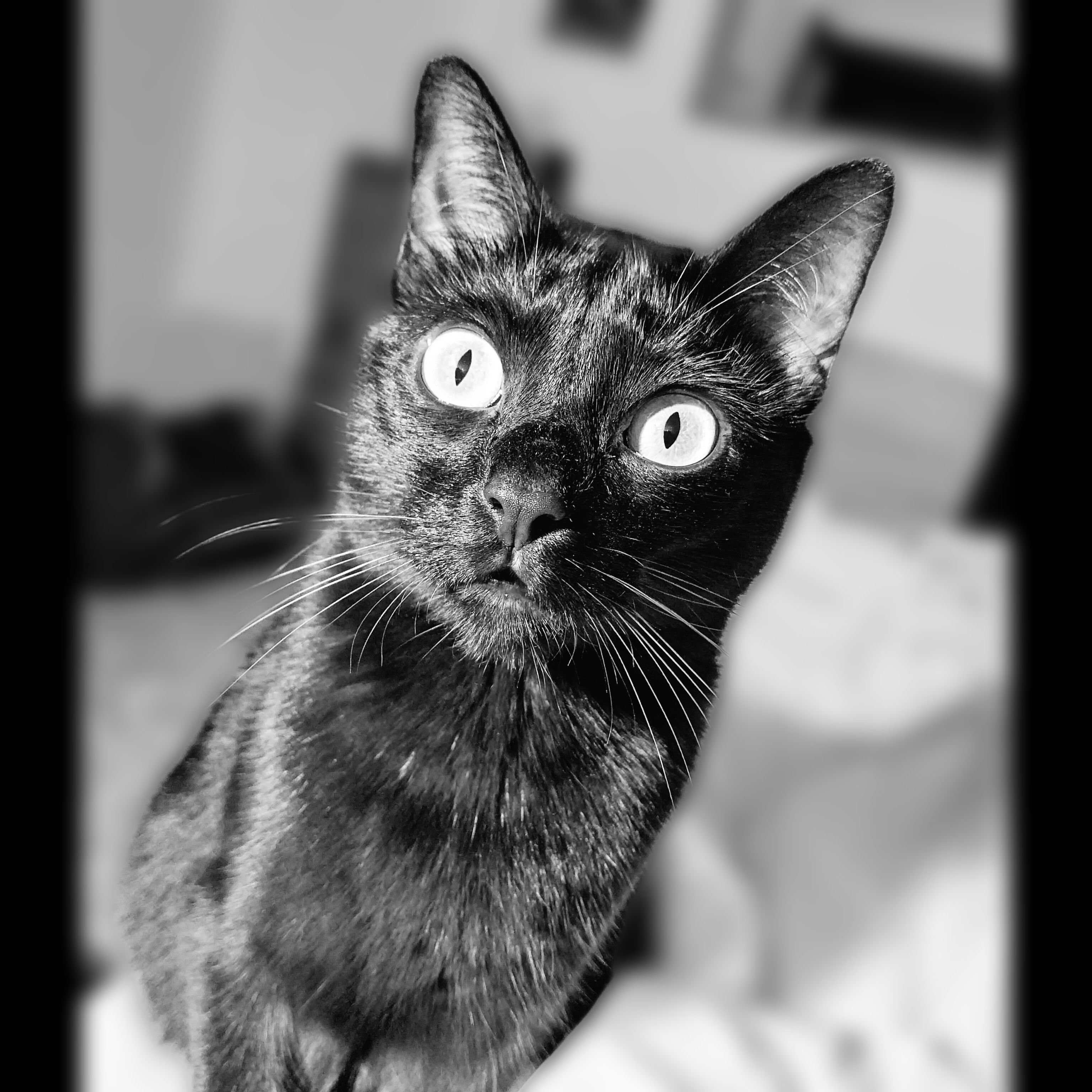 ARTEMISIA