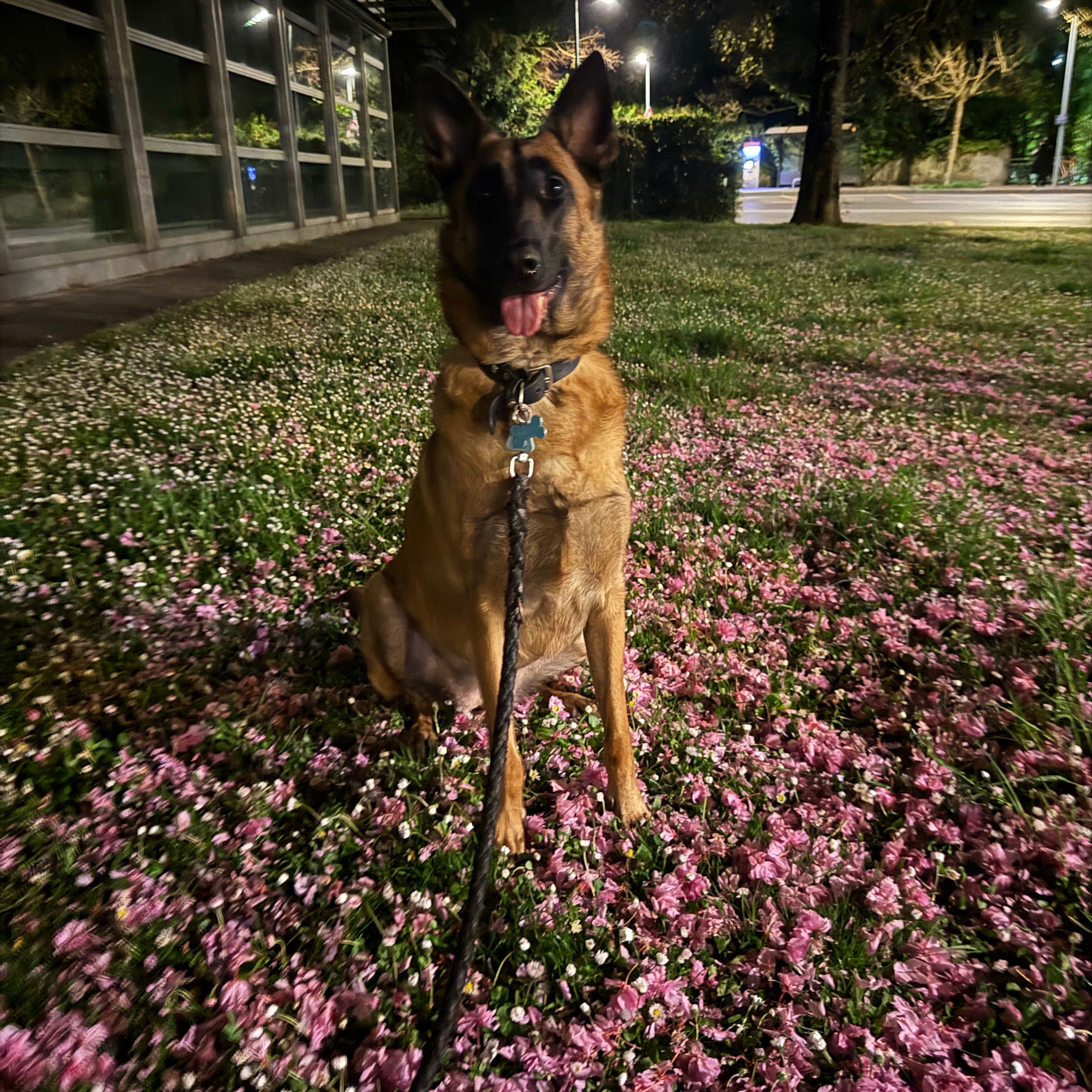 Dalhya