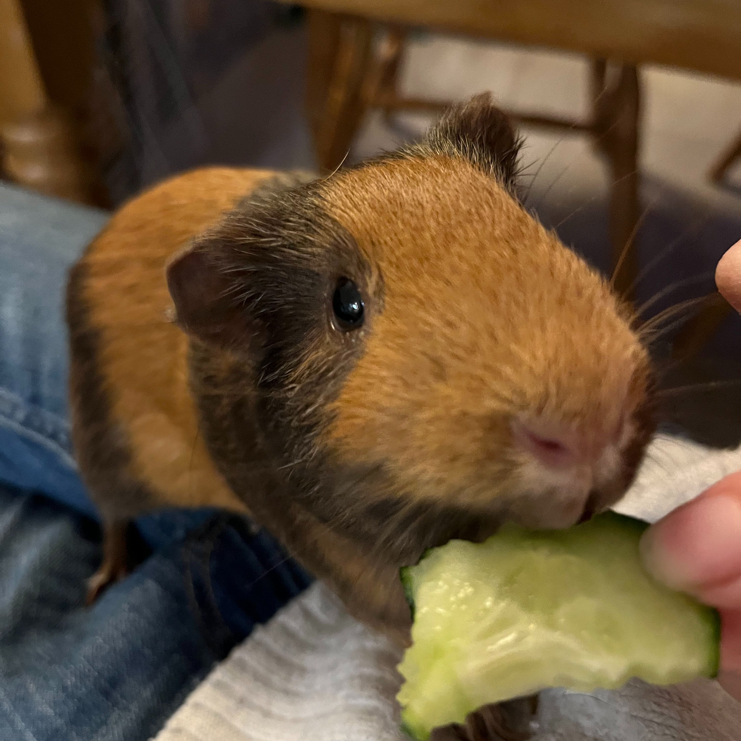 Biscuit