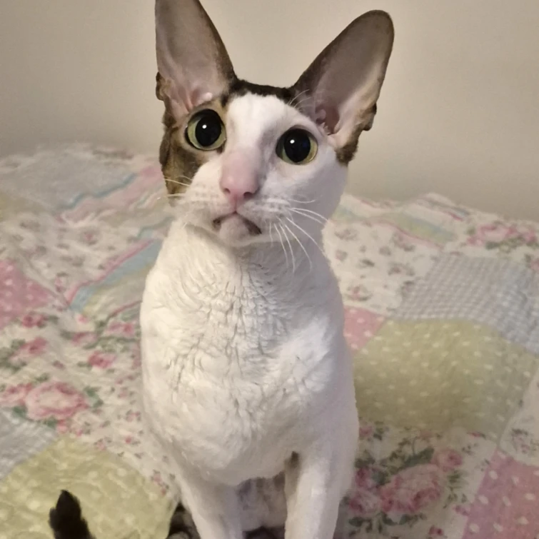 Daisy