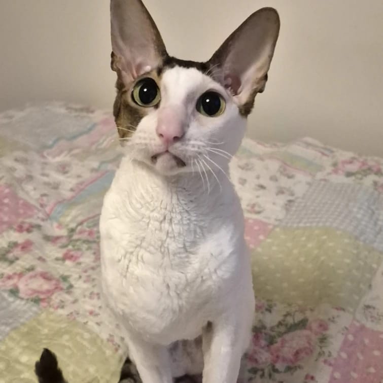 Daisy