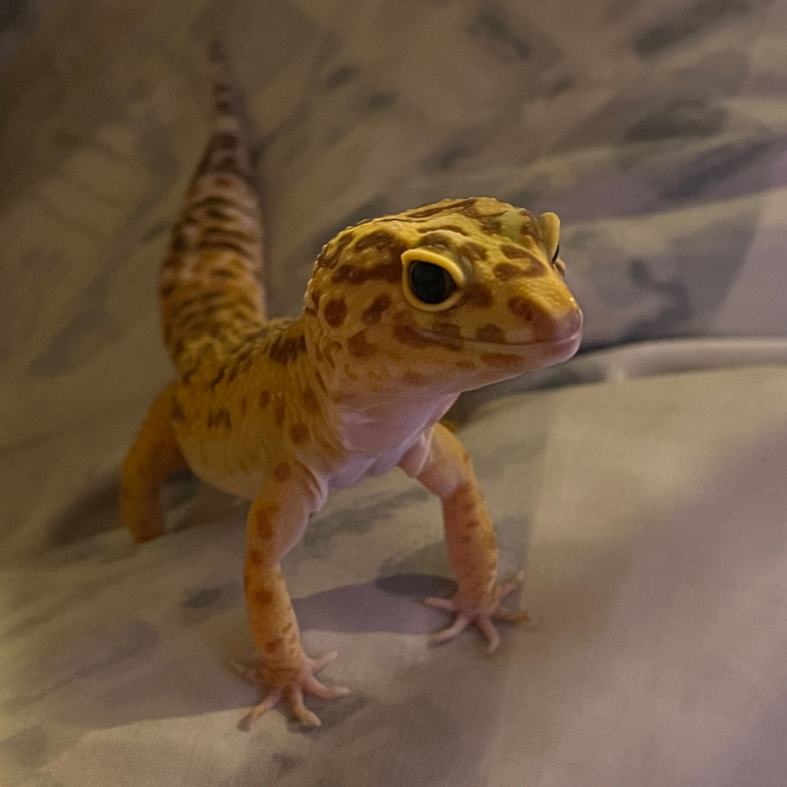 Leopold