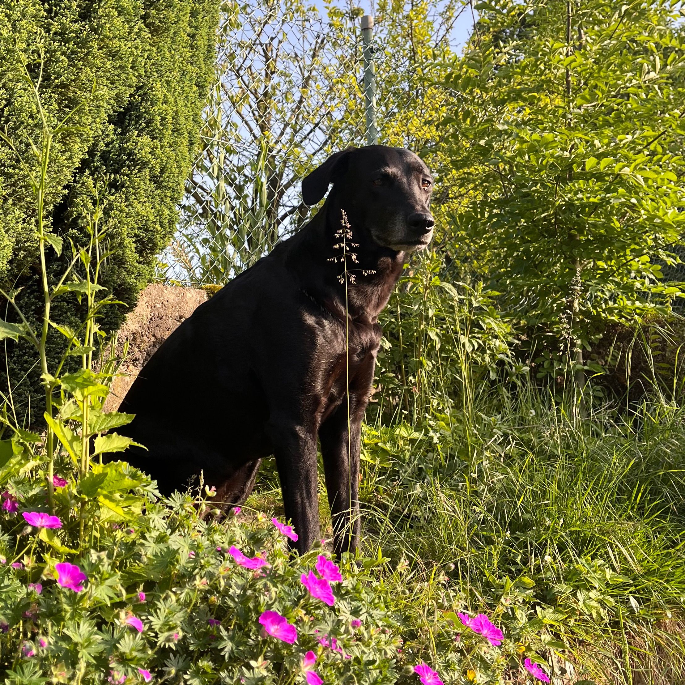 Holly