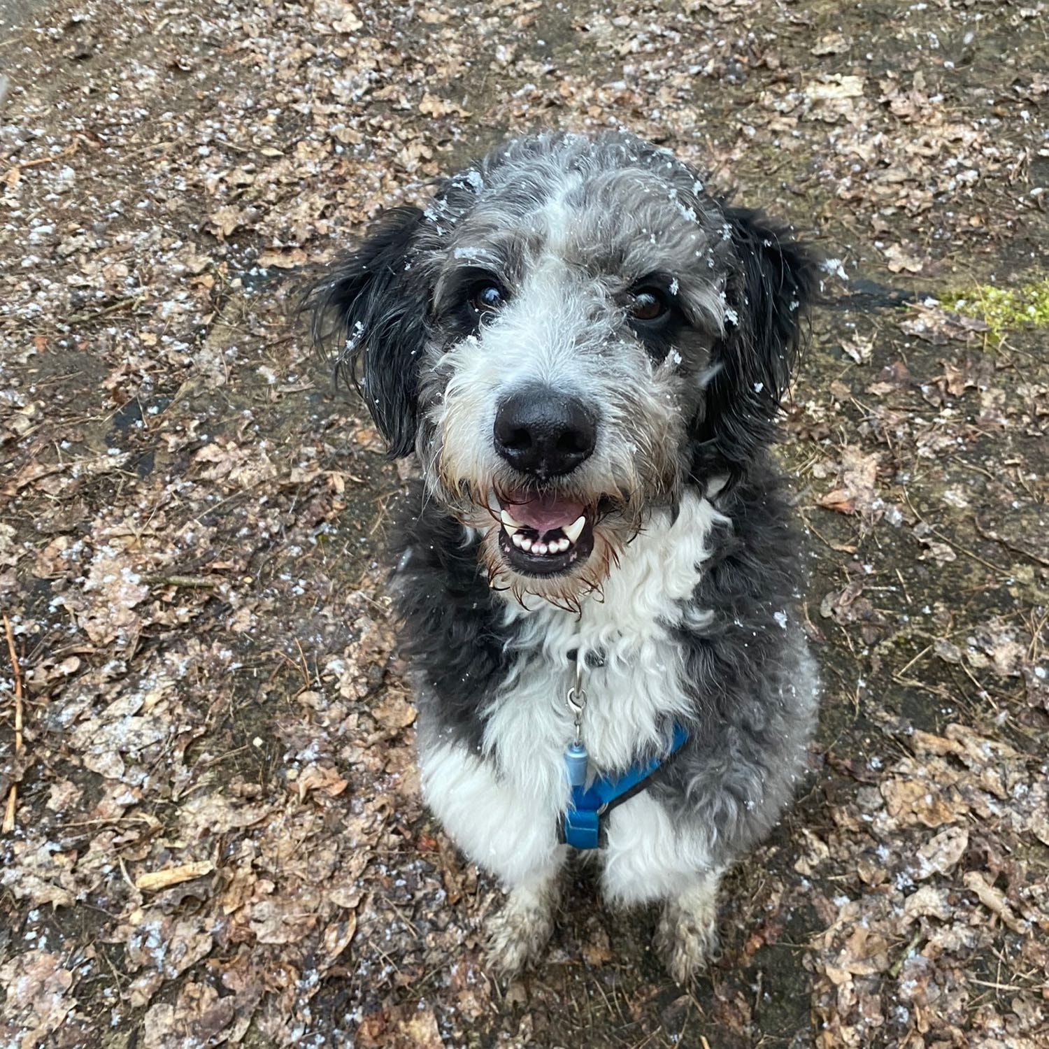 Leo