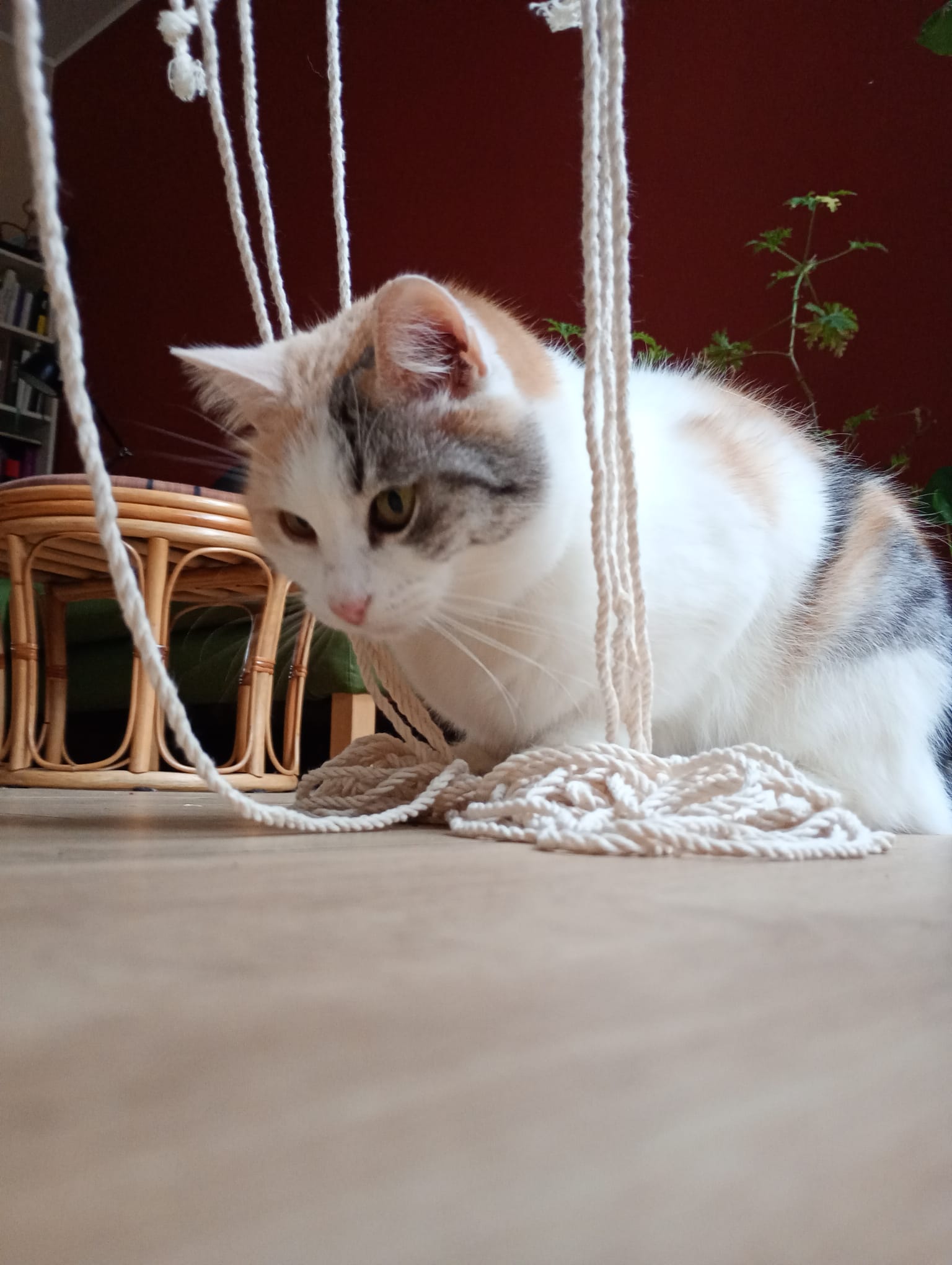 image-7