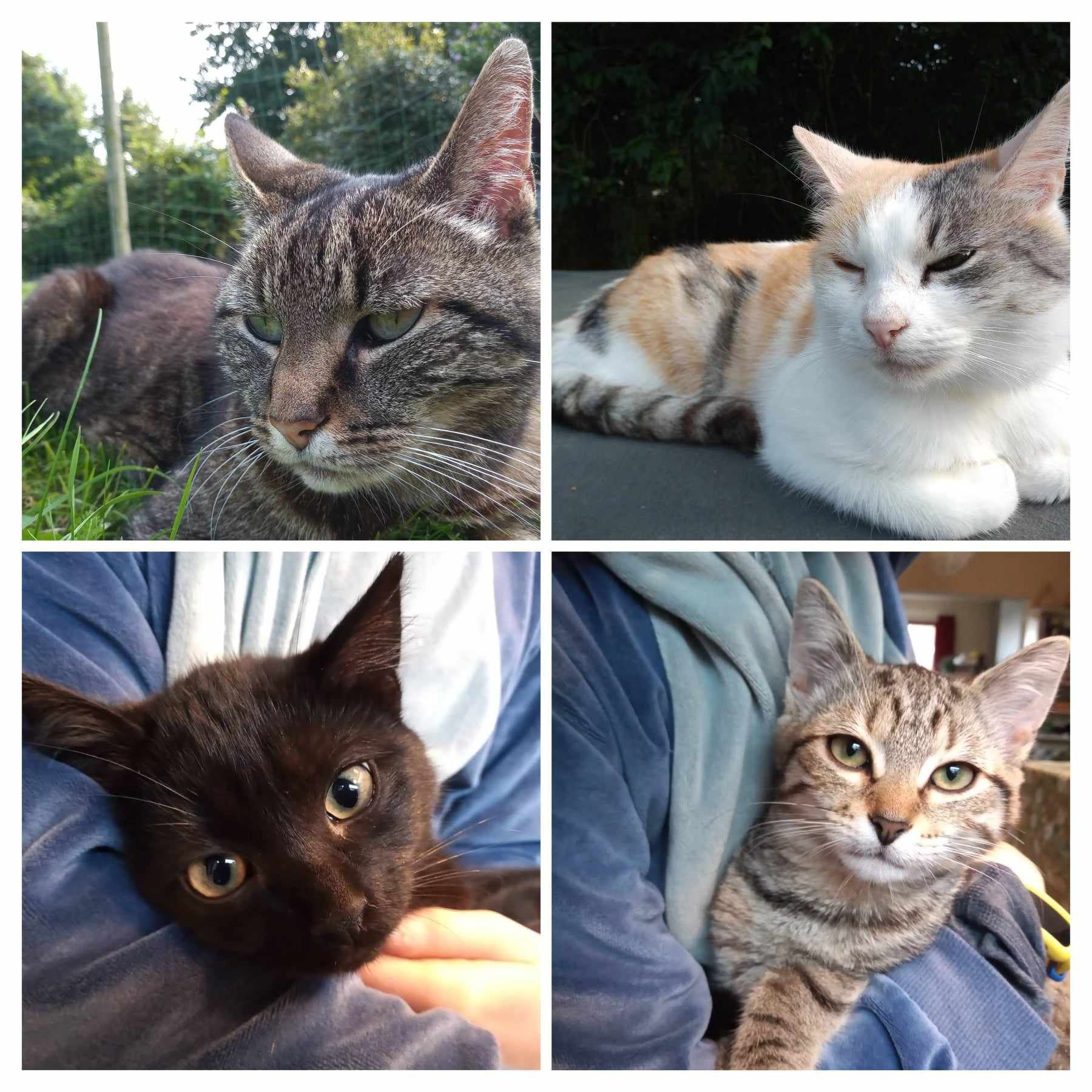 4 katten