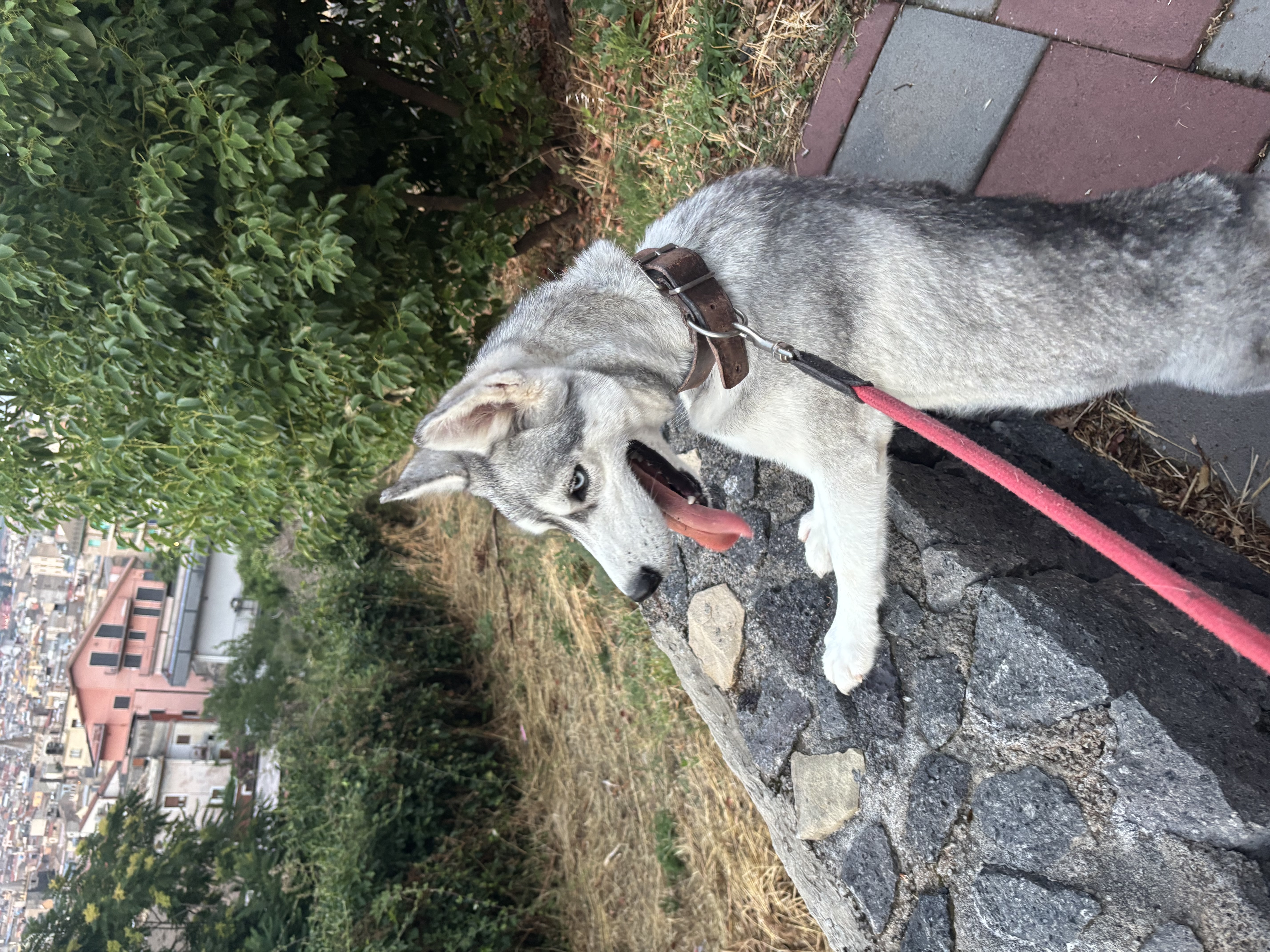 image-9