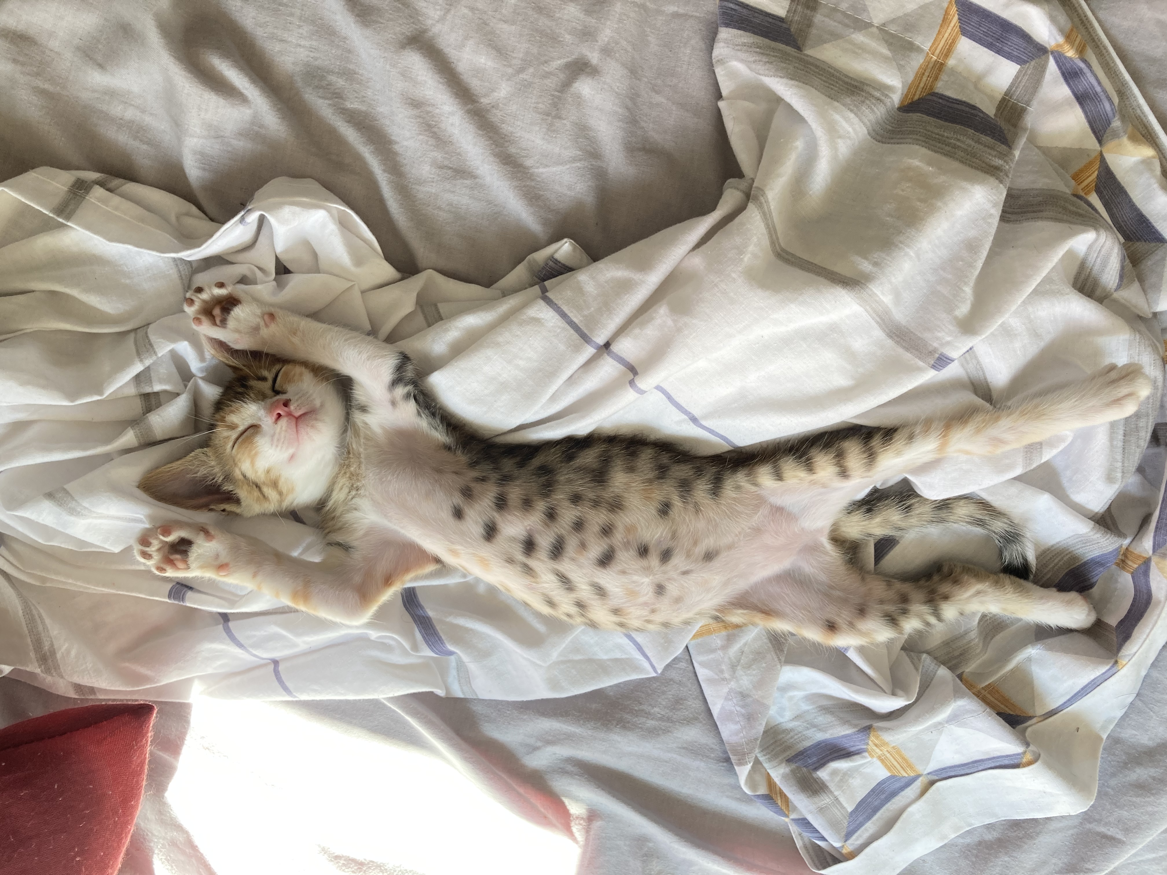 image-6