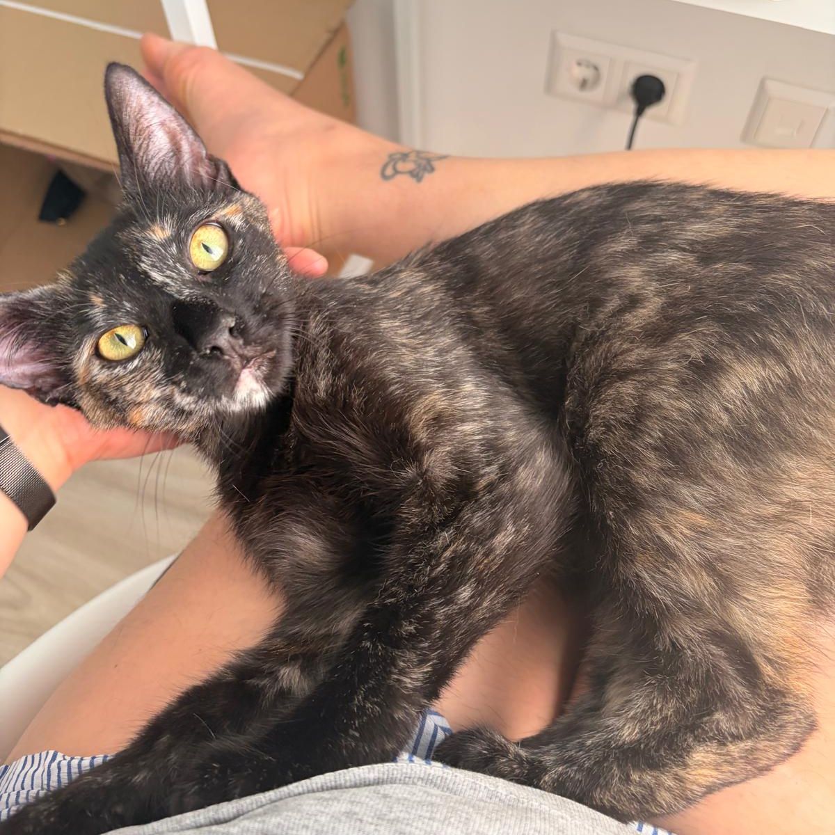 Azula