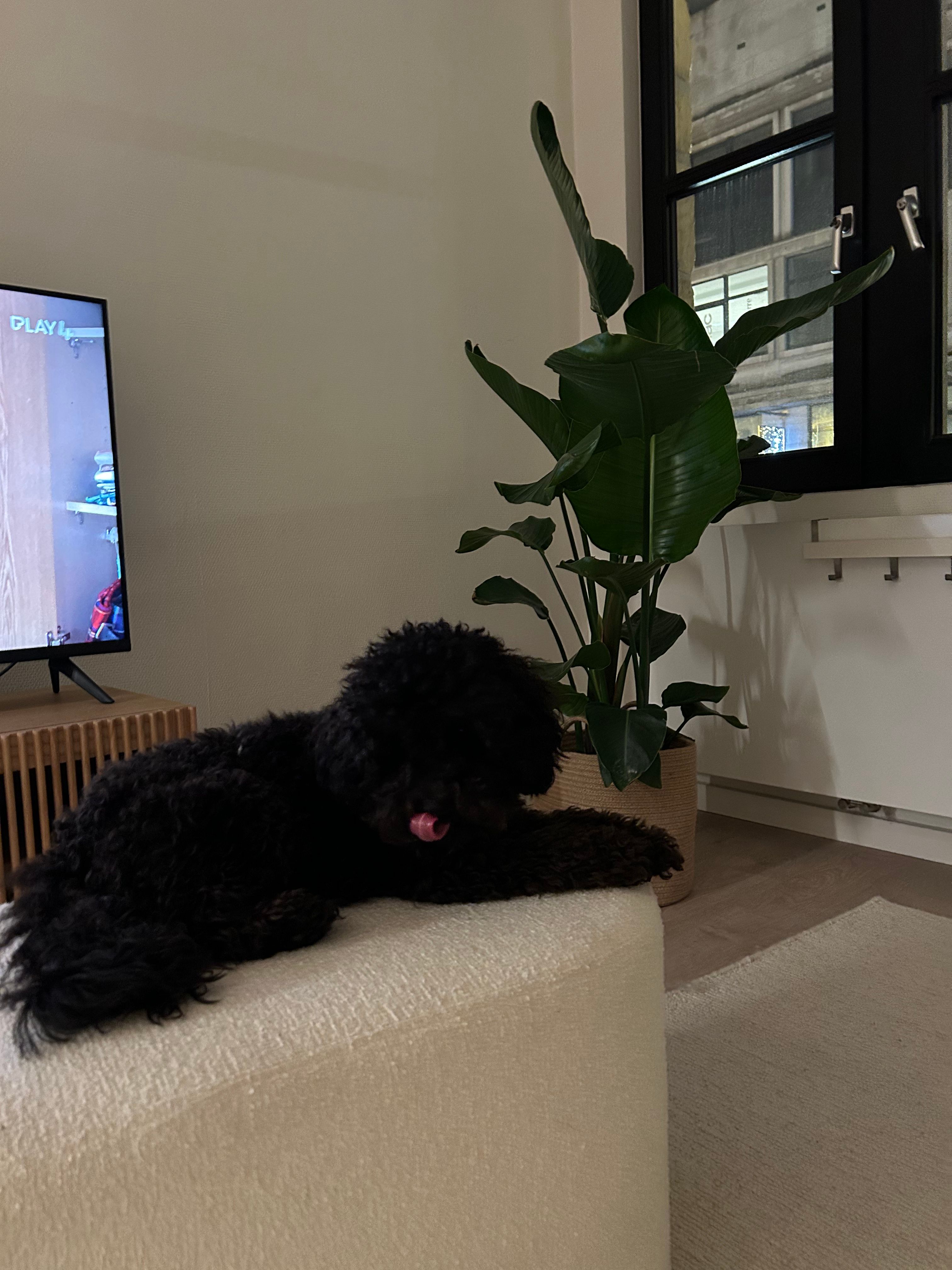 image-12