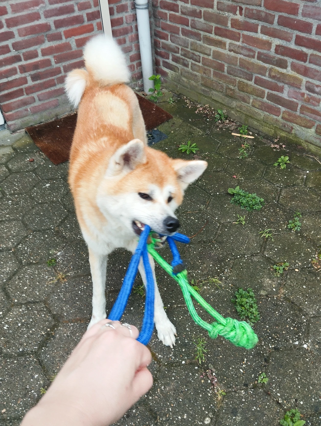 image-12