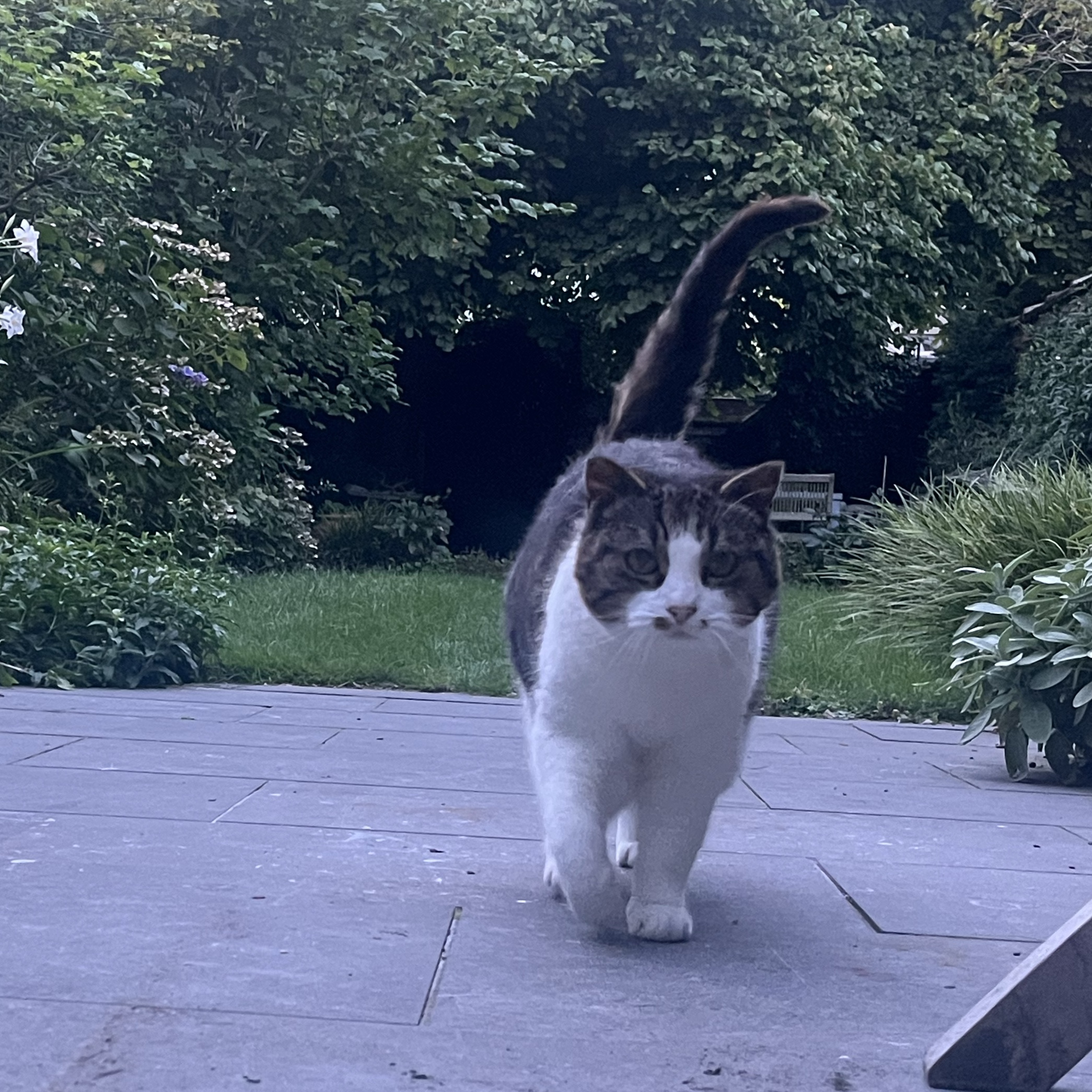 Minou