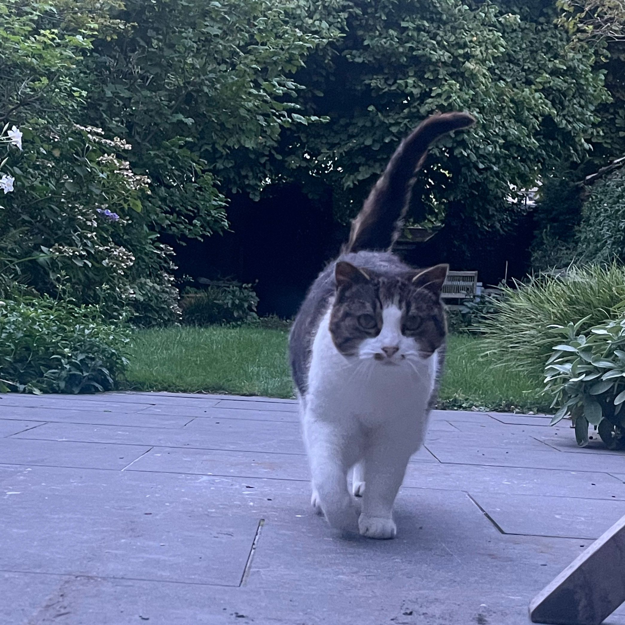 Minou