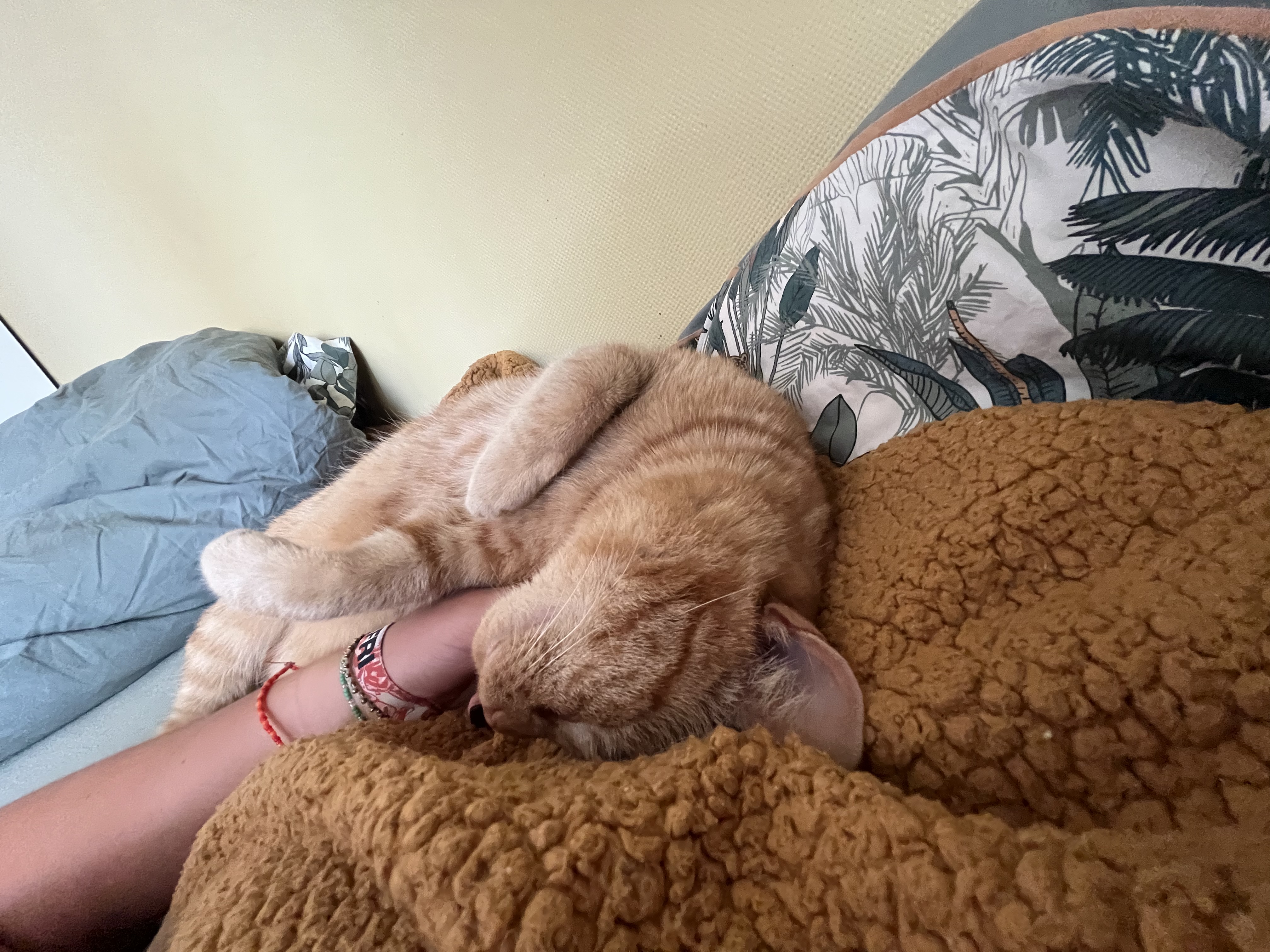 image-7