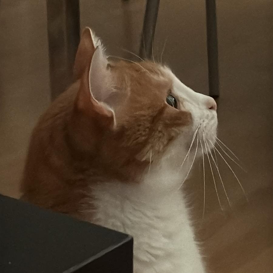 Simba