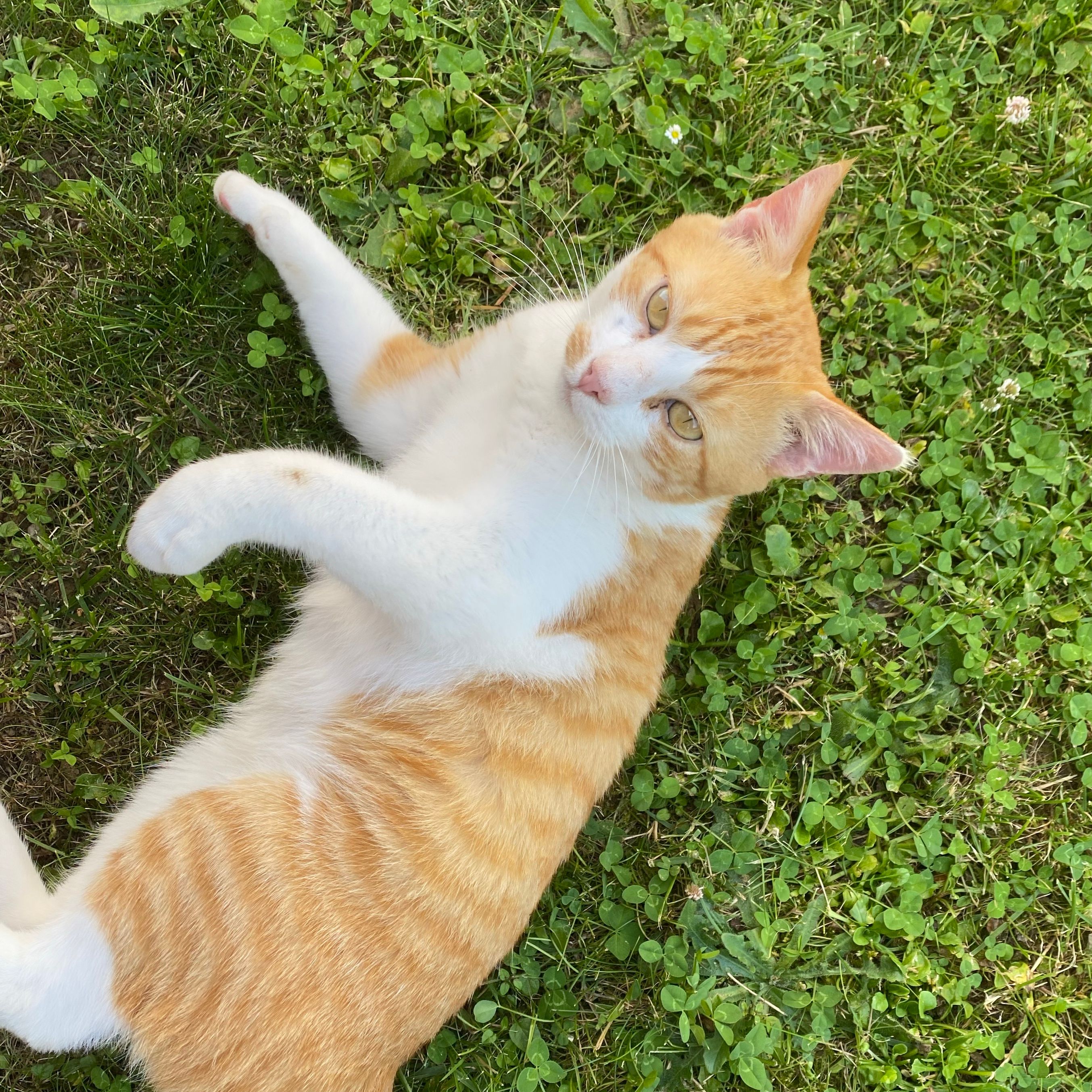 Mumu
