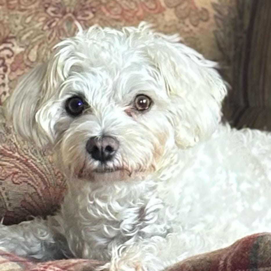 Dottie