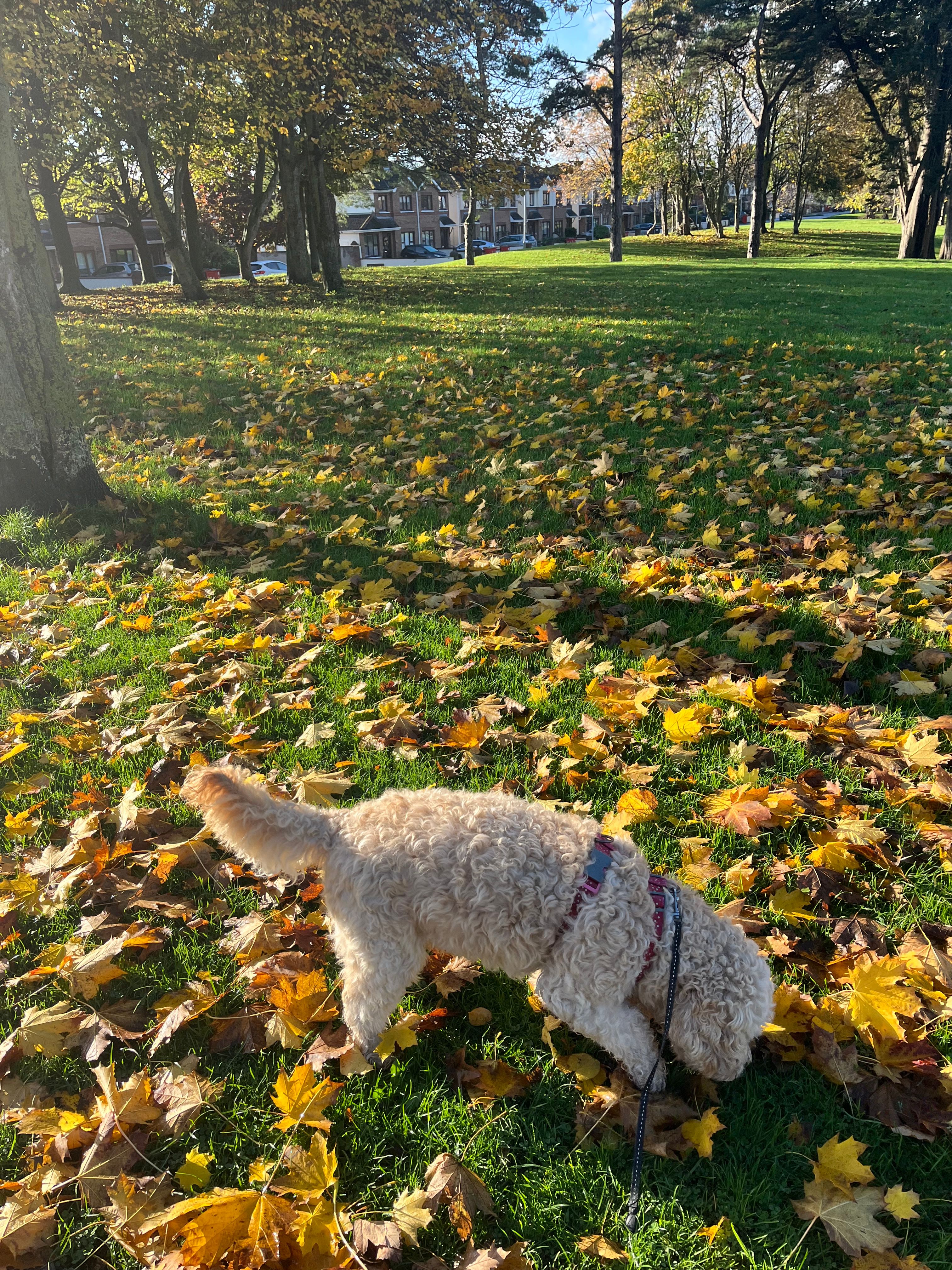 image-11