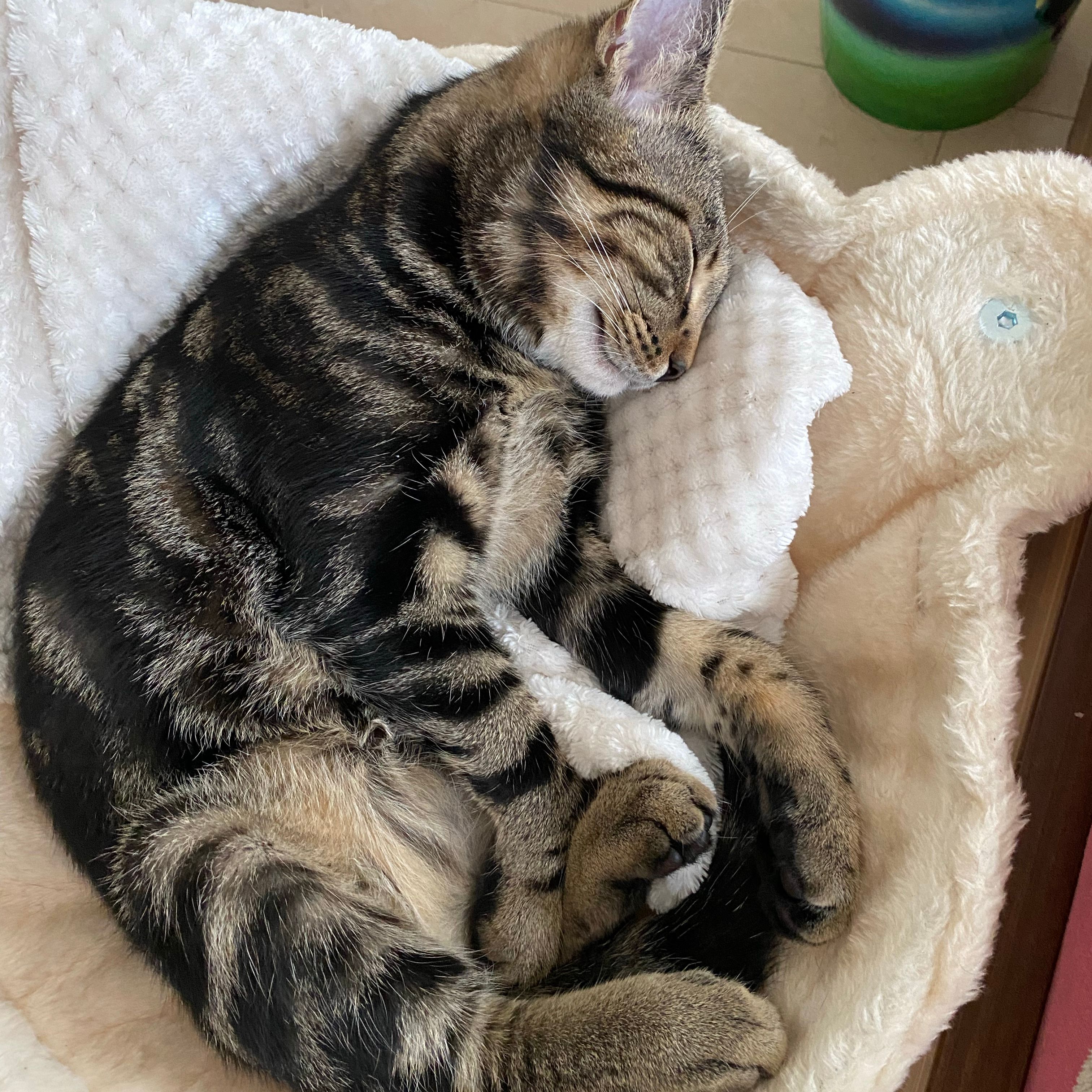 Mogli
