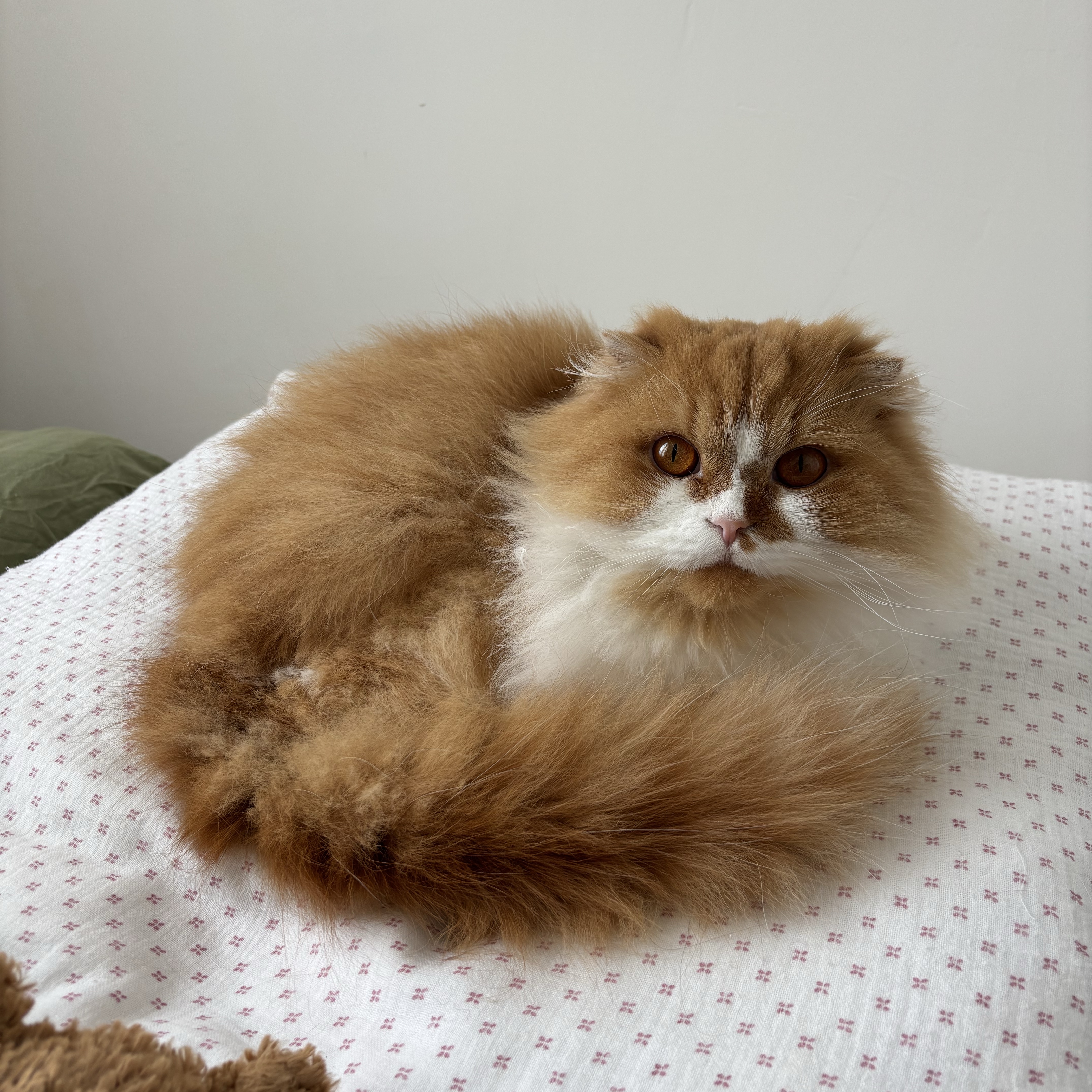 Boule