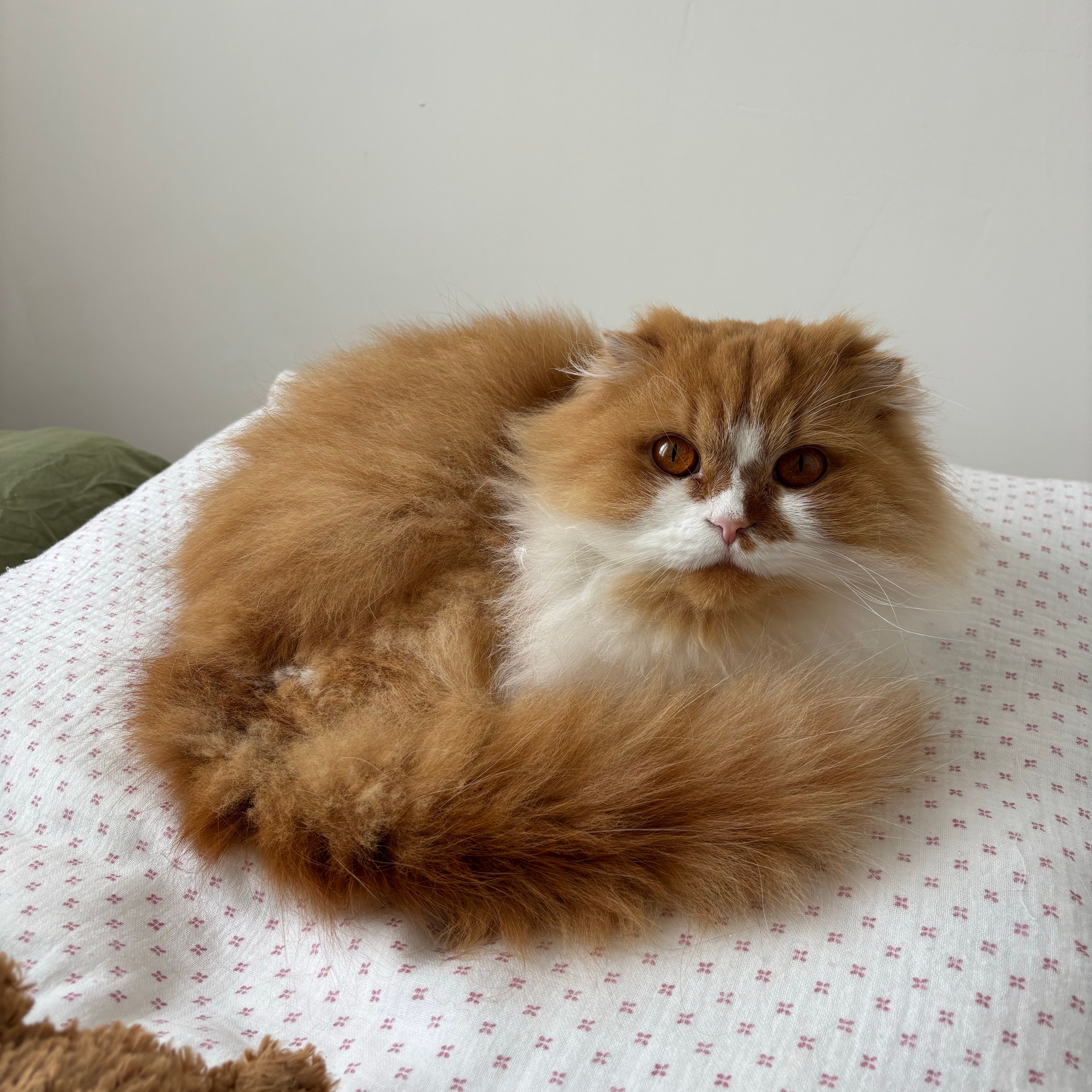 Boule
