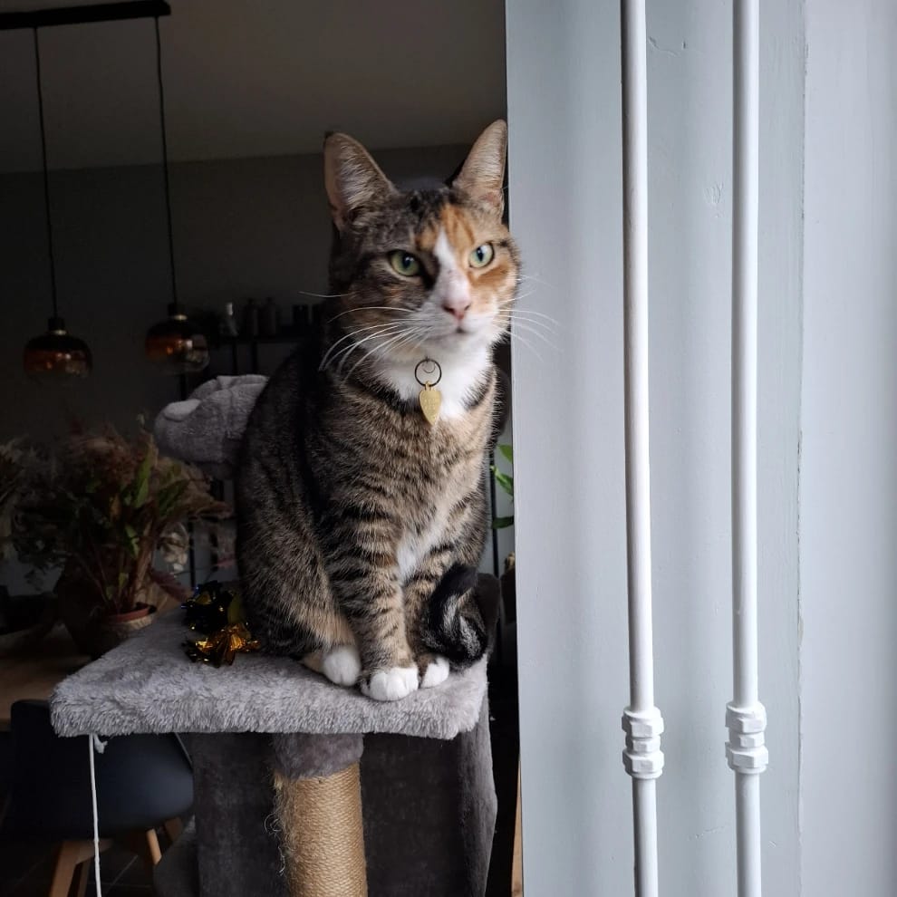 Pip