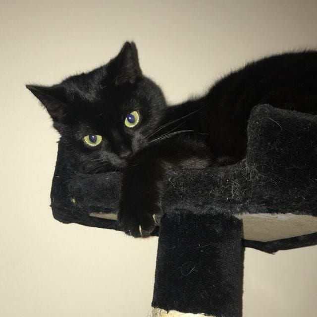 Jack