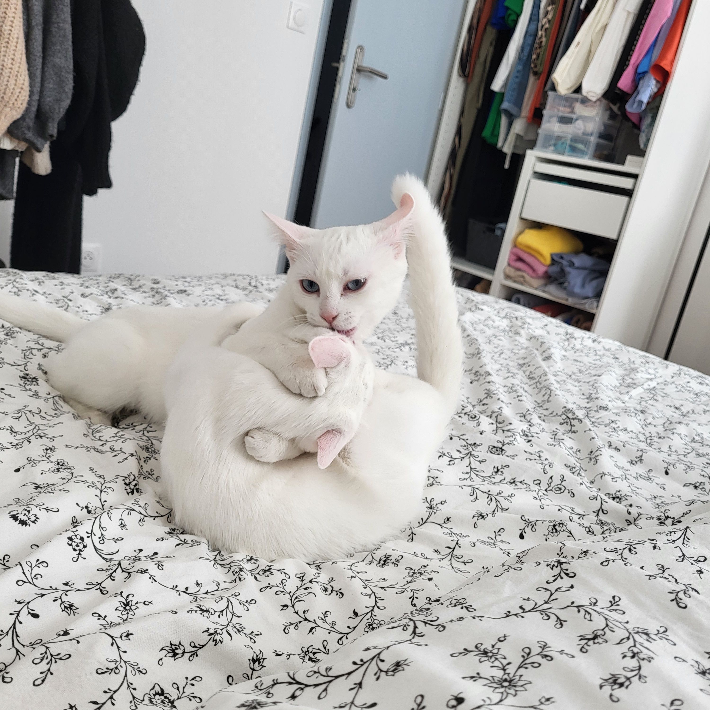 Tia