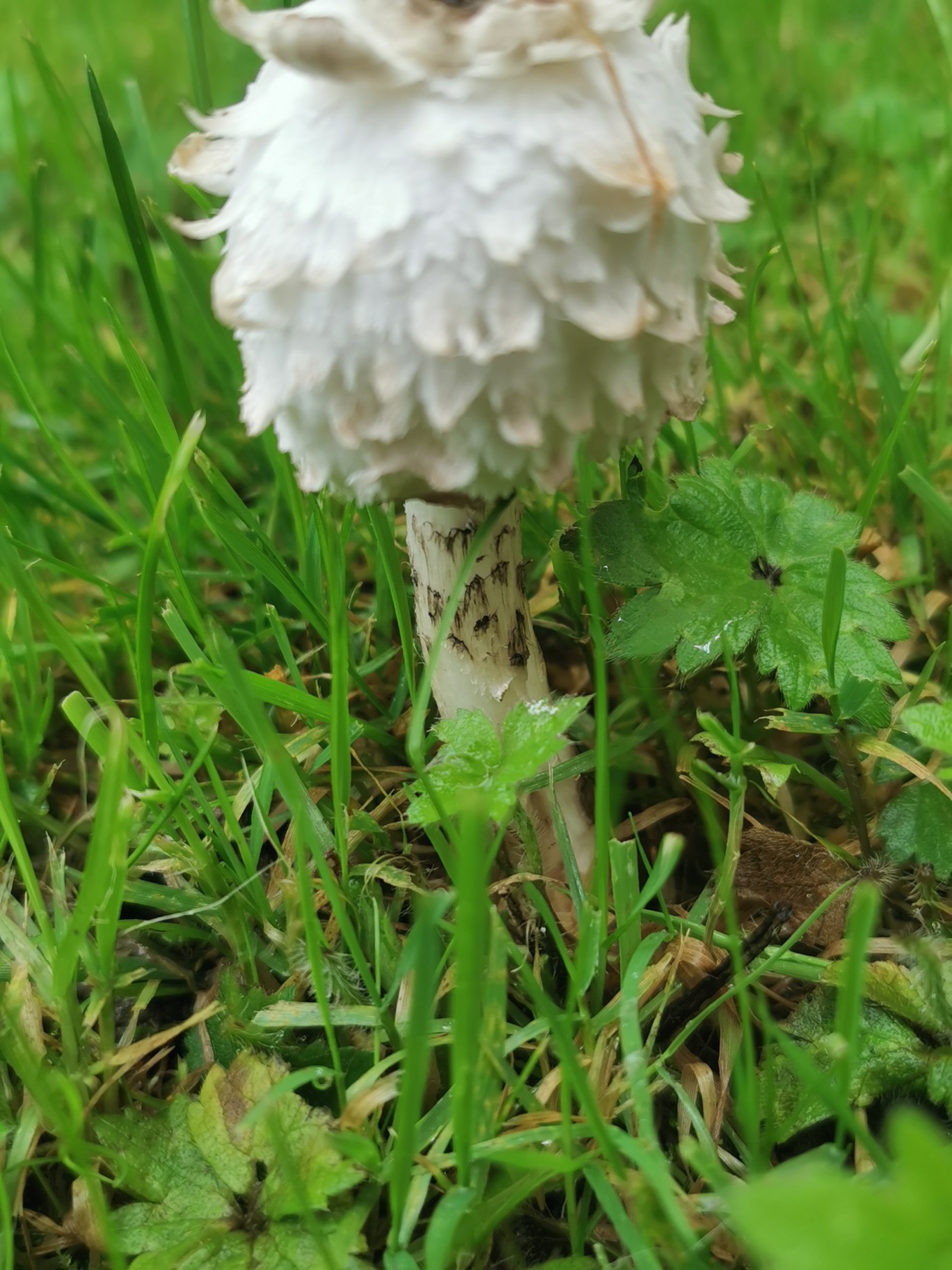 image-7