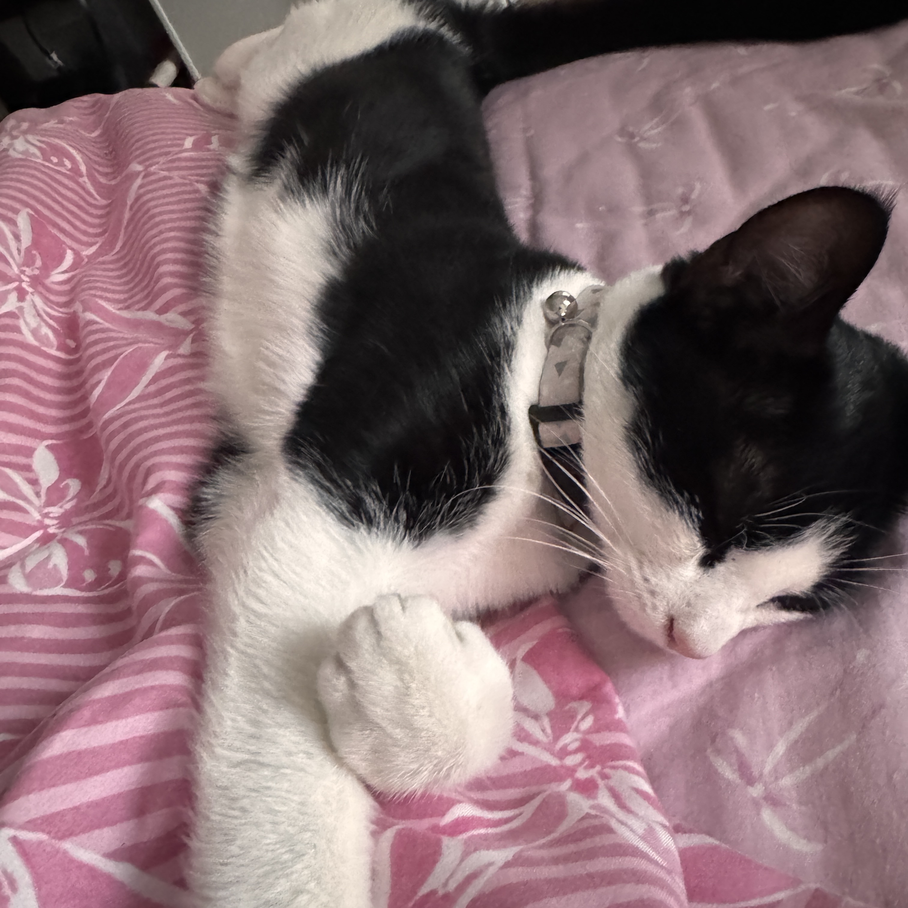 Oreo