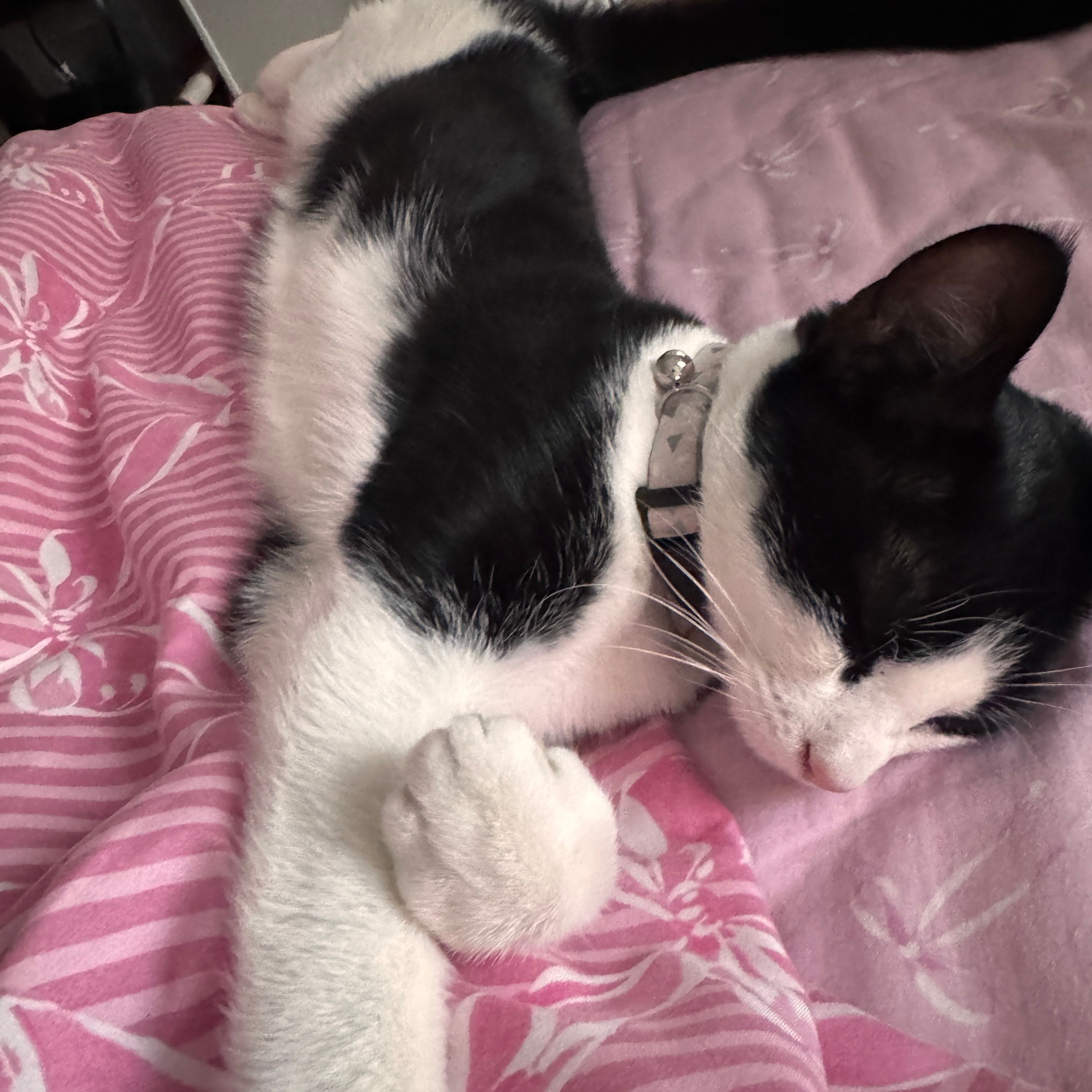Oreo