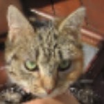 Chiquita
