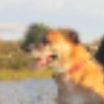 Bailey