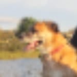 Bailey