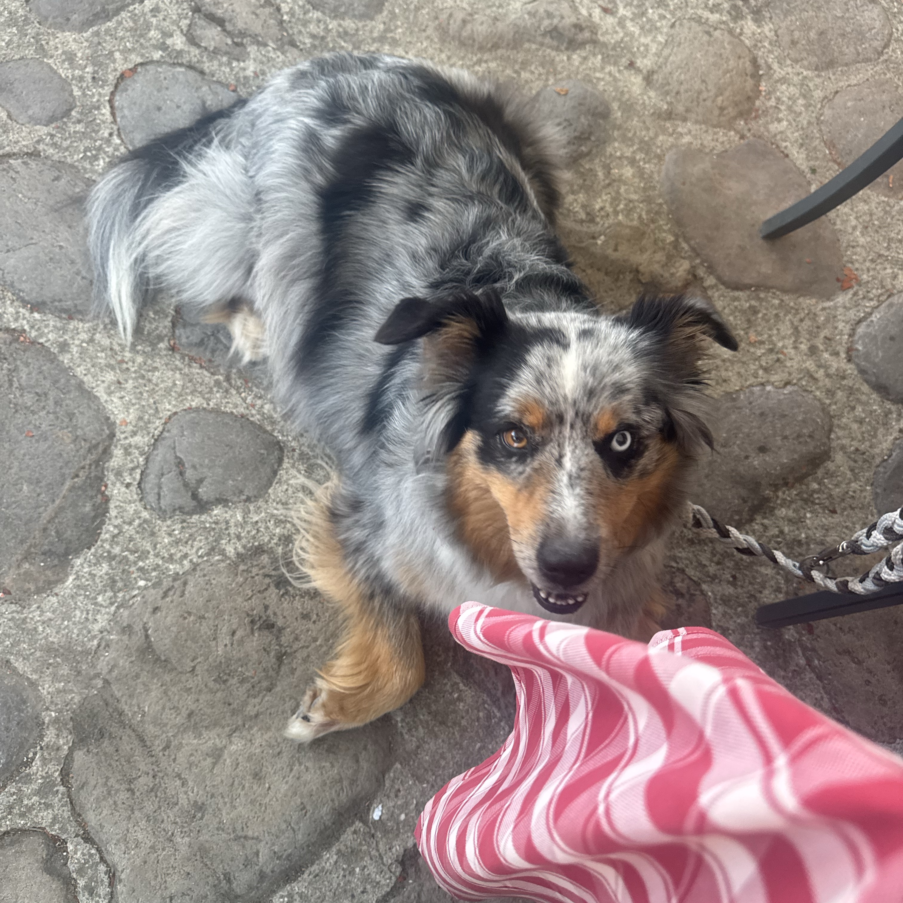 Frieda 