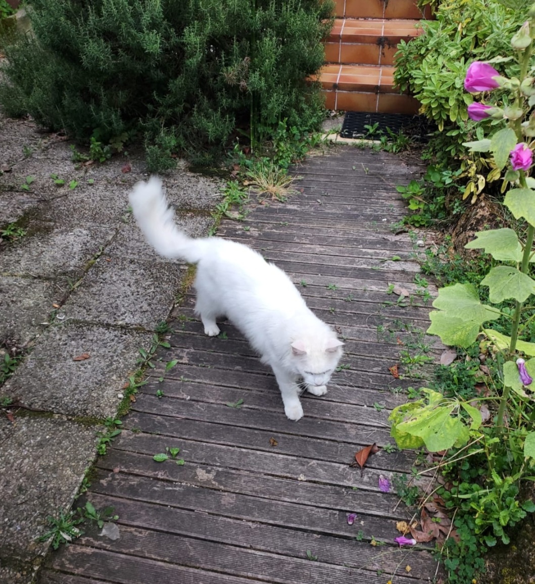 image-7