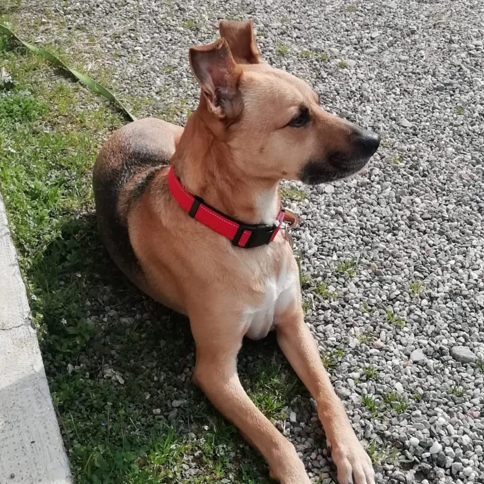 Pallino
