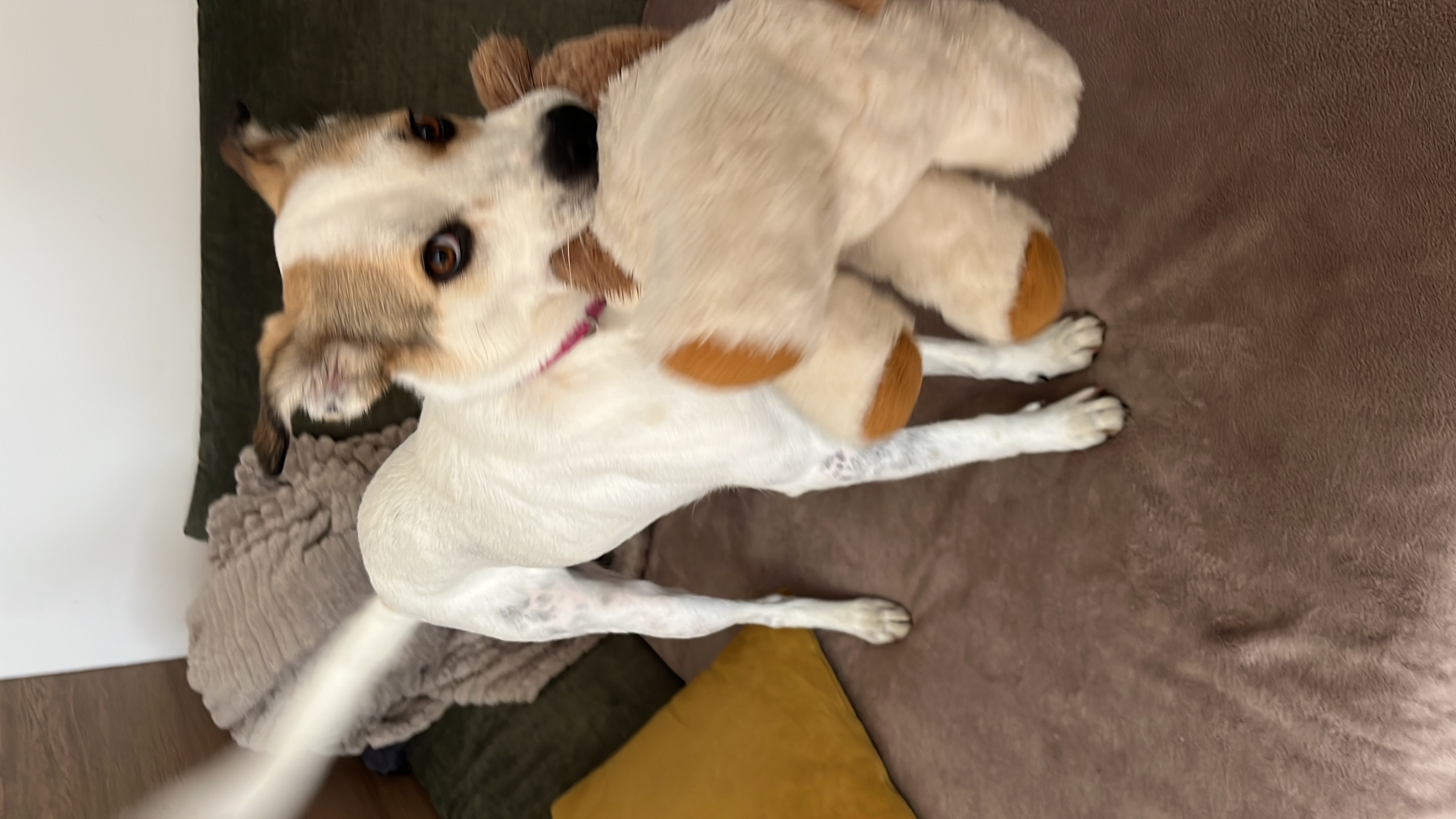 image-5