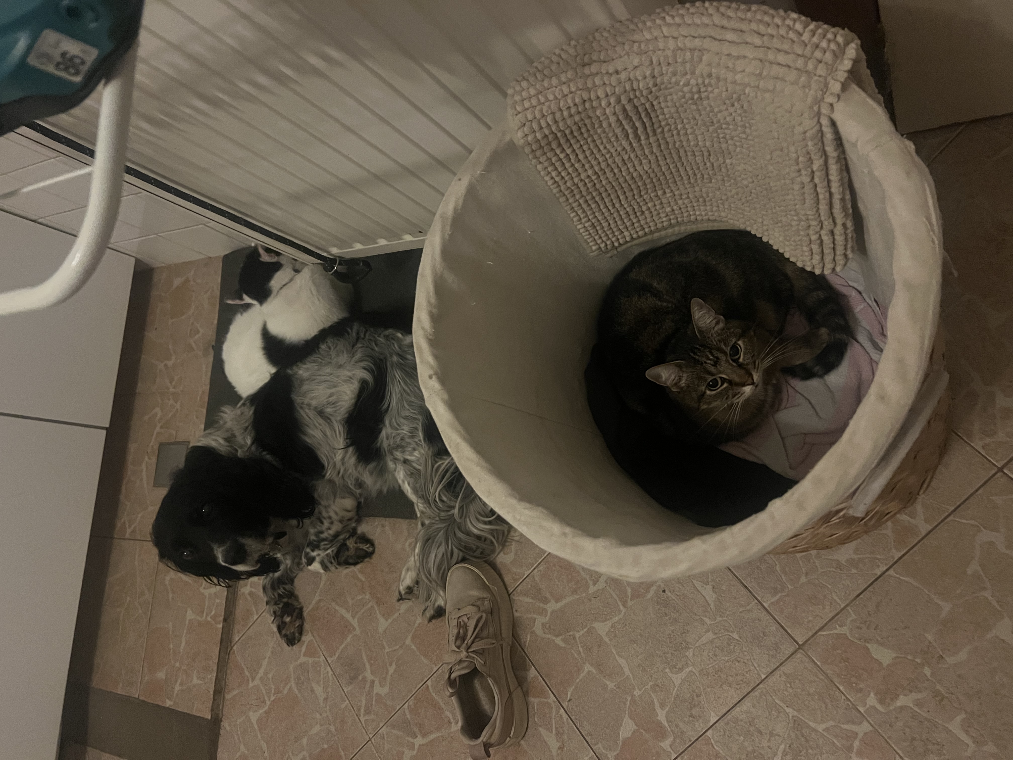 image-12
