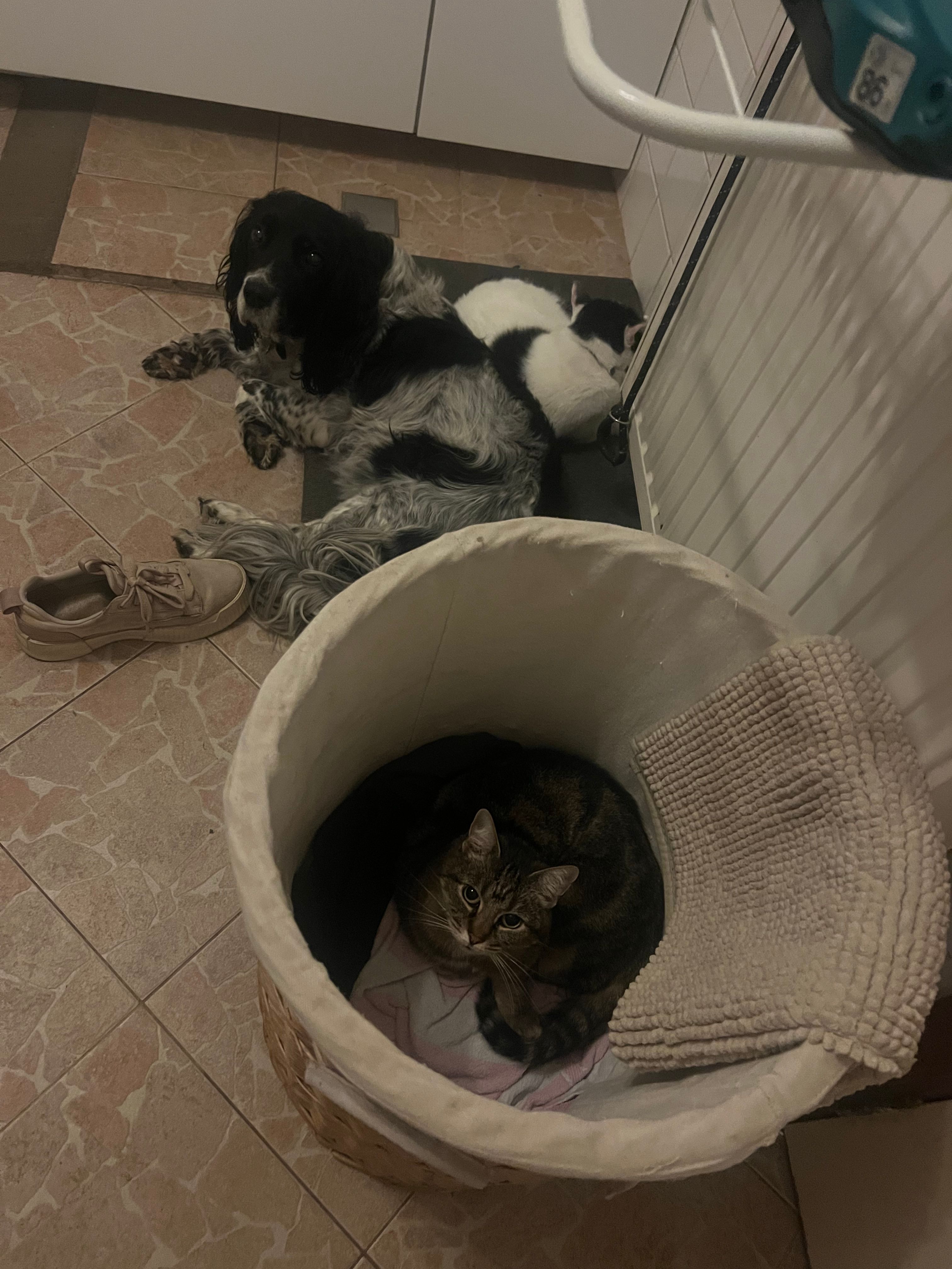 image-12