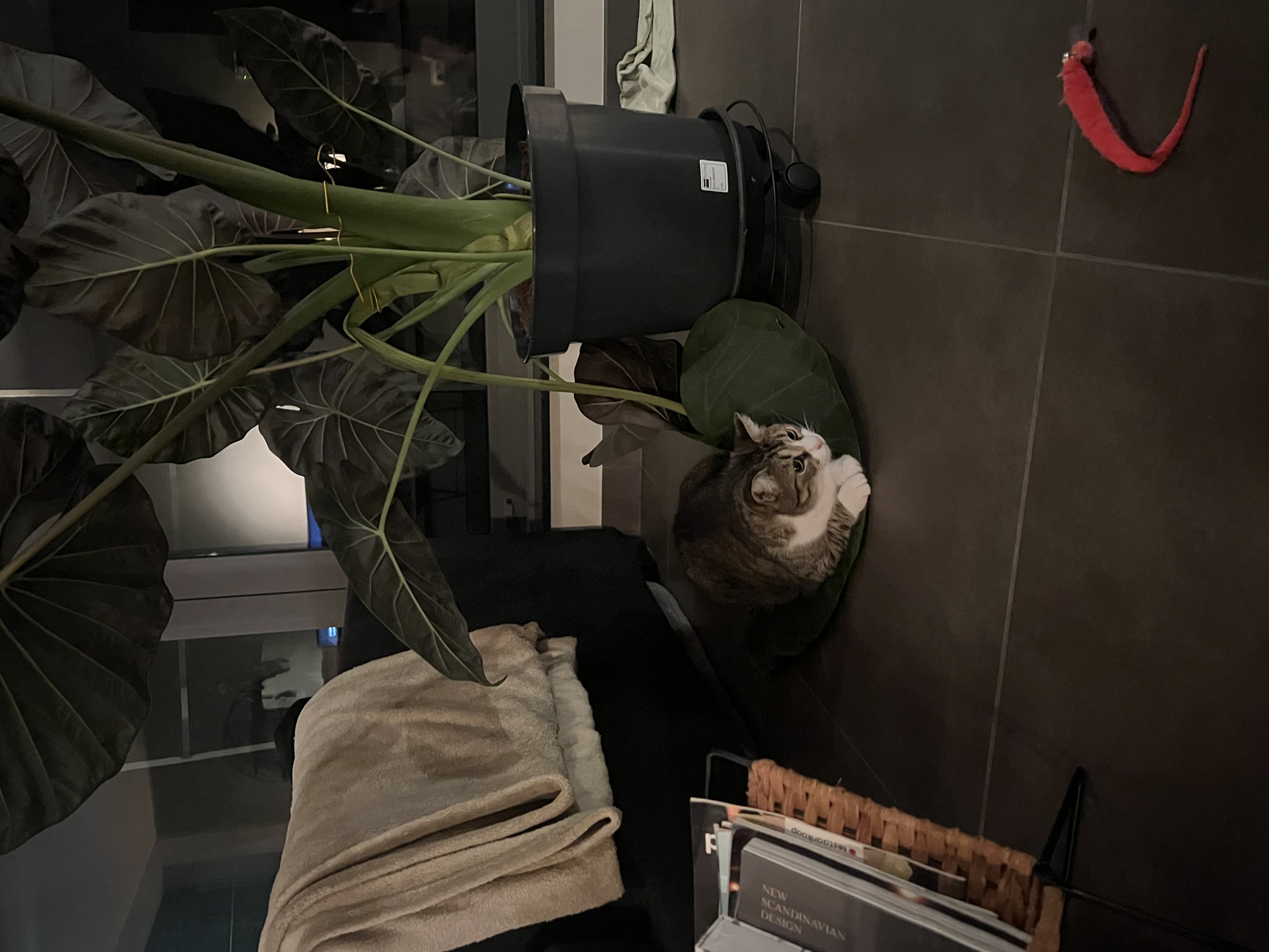 image-12