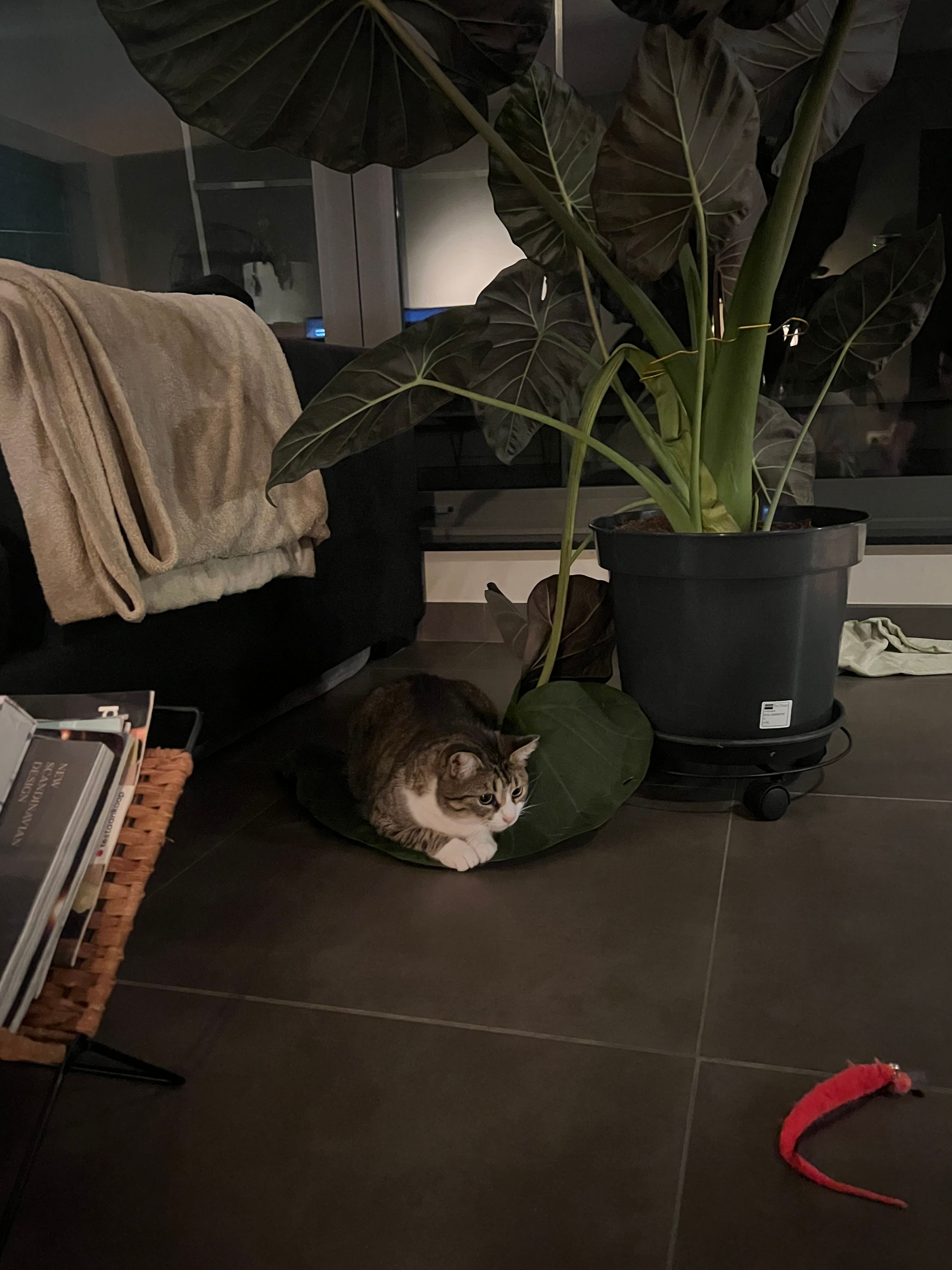 image-12