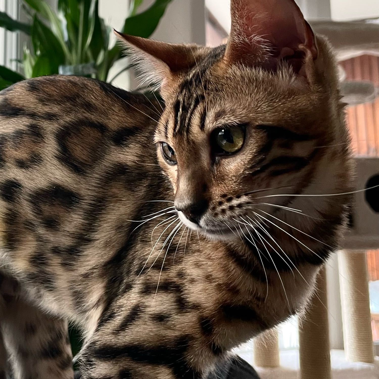 raya