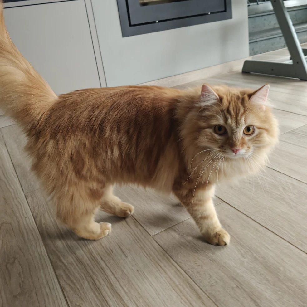 Leo 